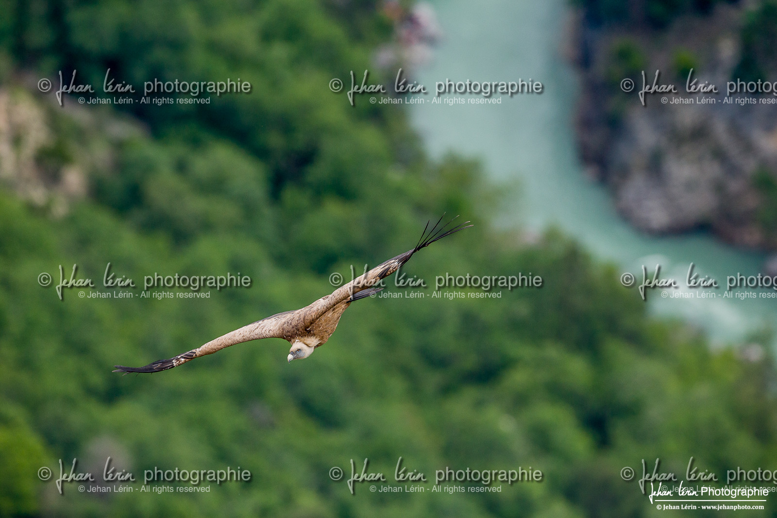 Vautour fauve