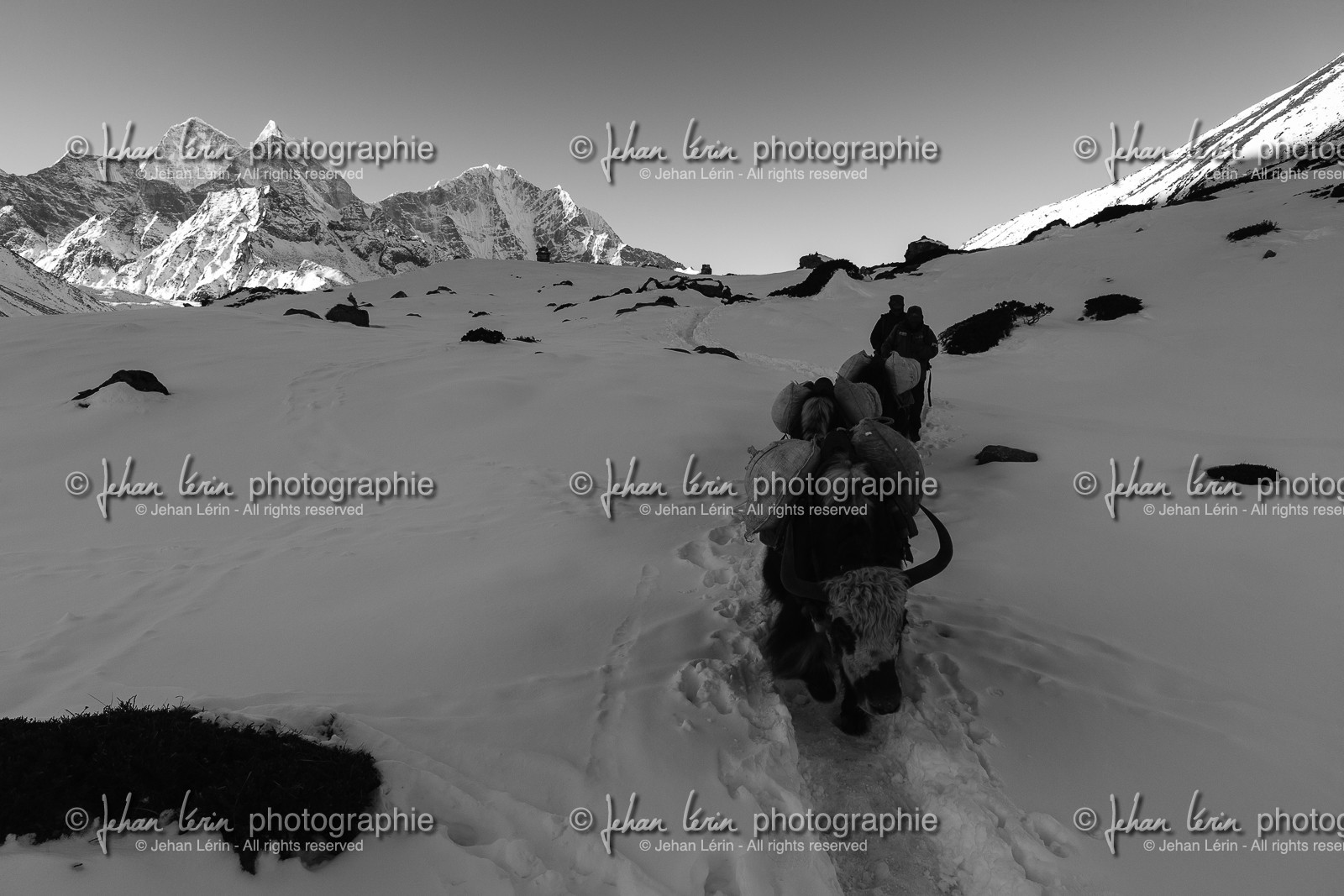 Caravane de yaks descendant sur Pheriche (4240m) - Région de l'Everest