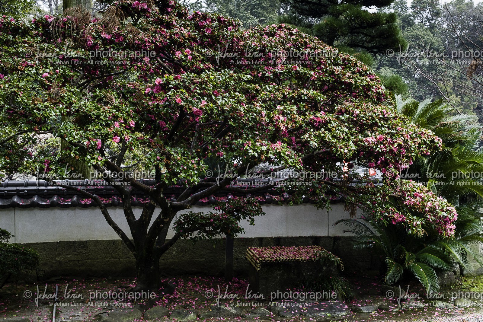 gokurakuji_temple-2_shikoku_japon_05-03_2014-1718.jpg