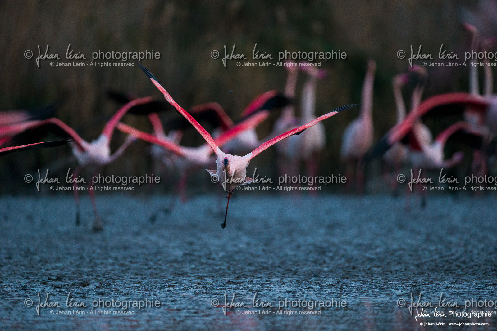 Flamant Rose - Greater Flamingo