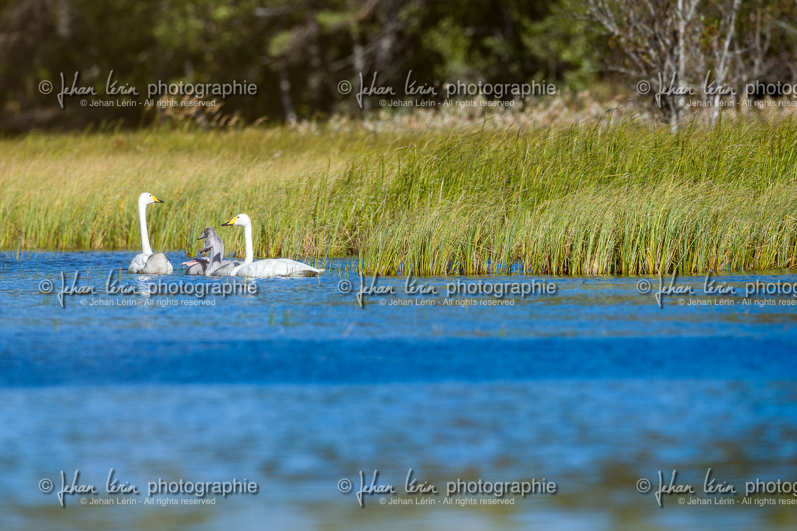 Cygnes