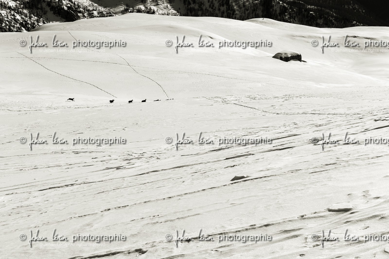 tete-merciere_isola-2000_mercantour_alpes-maritimes_france-4889.jpg