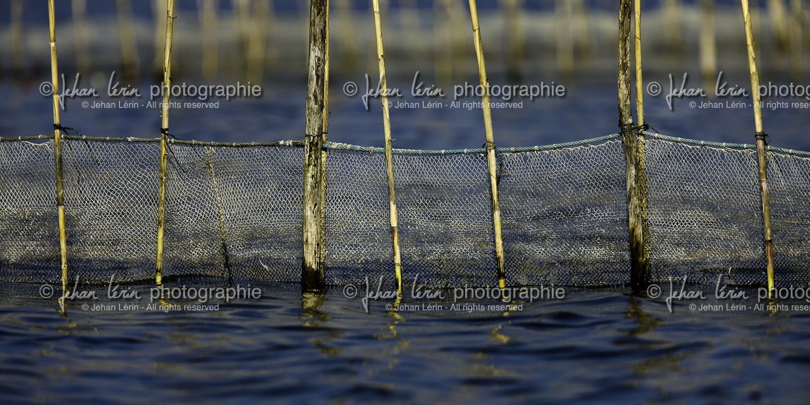l-albufera_20-01-2011-2178-2.jpg