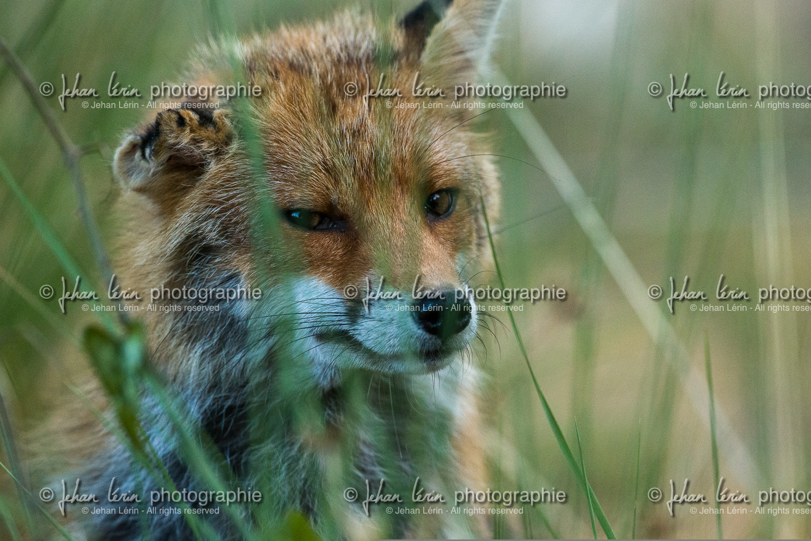 Renard Roux