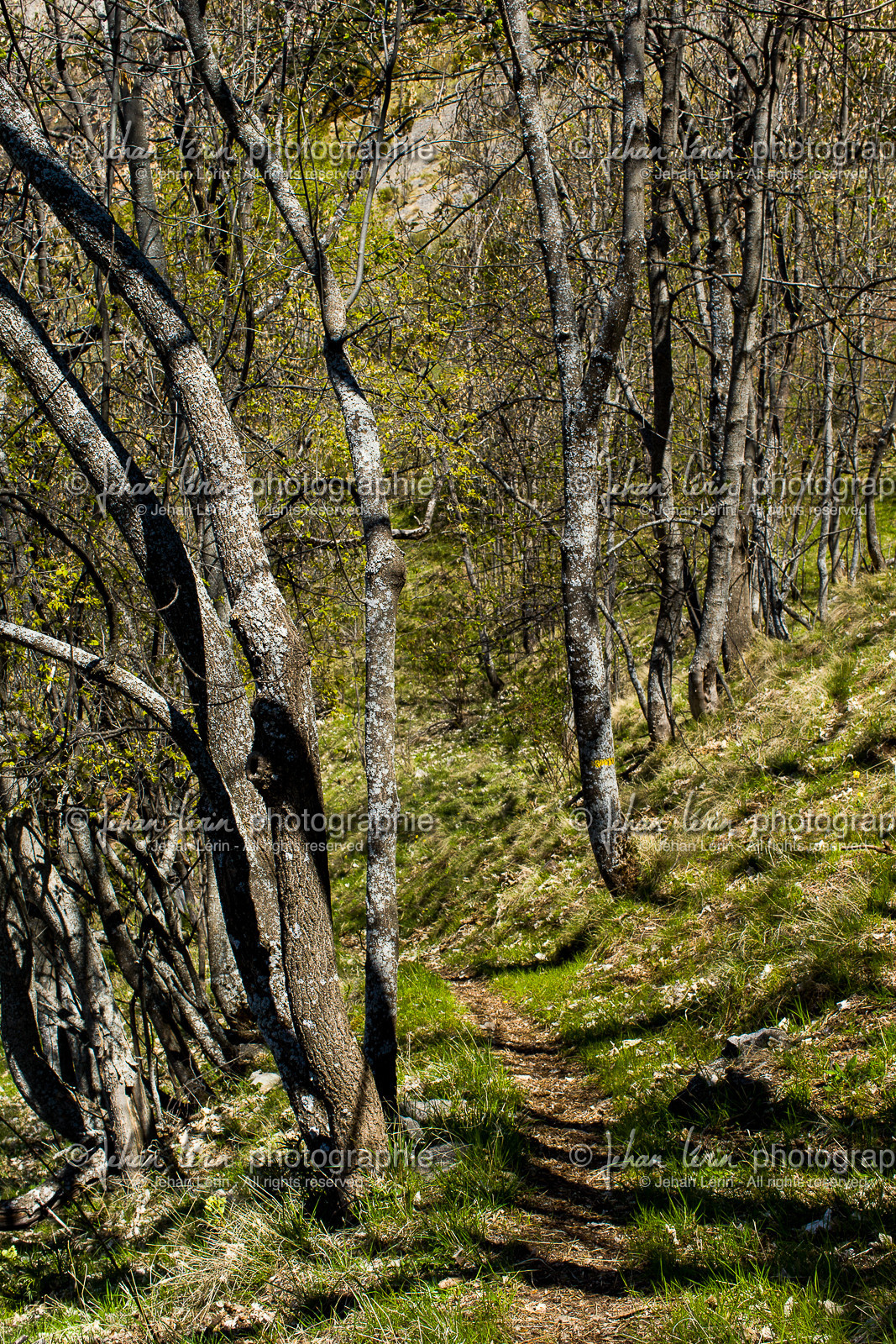 trek-loueve-dome-du-barrot-amen-loueve_alpes-maritimes_1dx_06-05-2016-2753.jpg