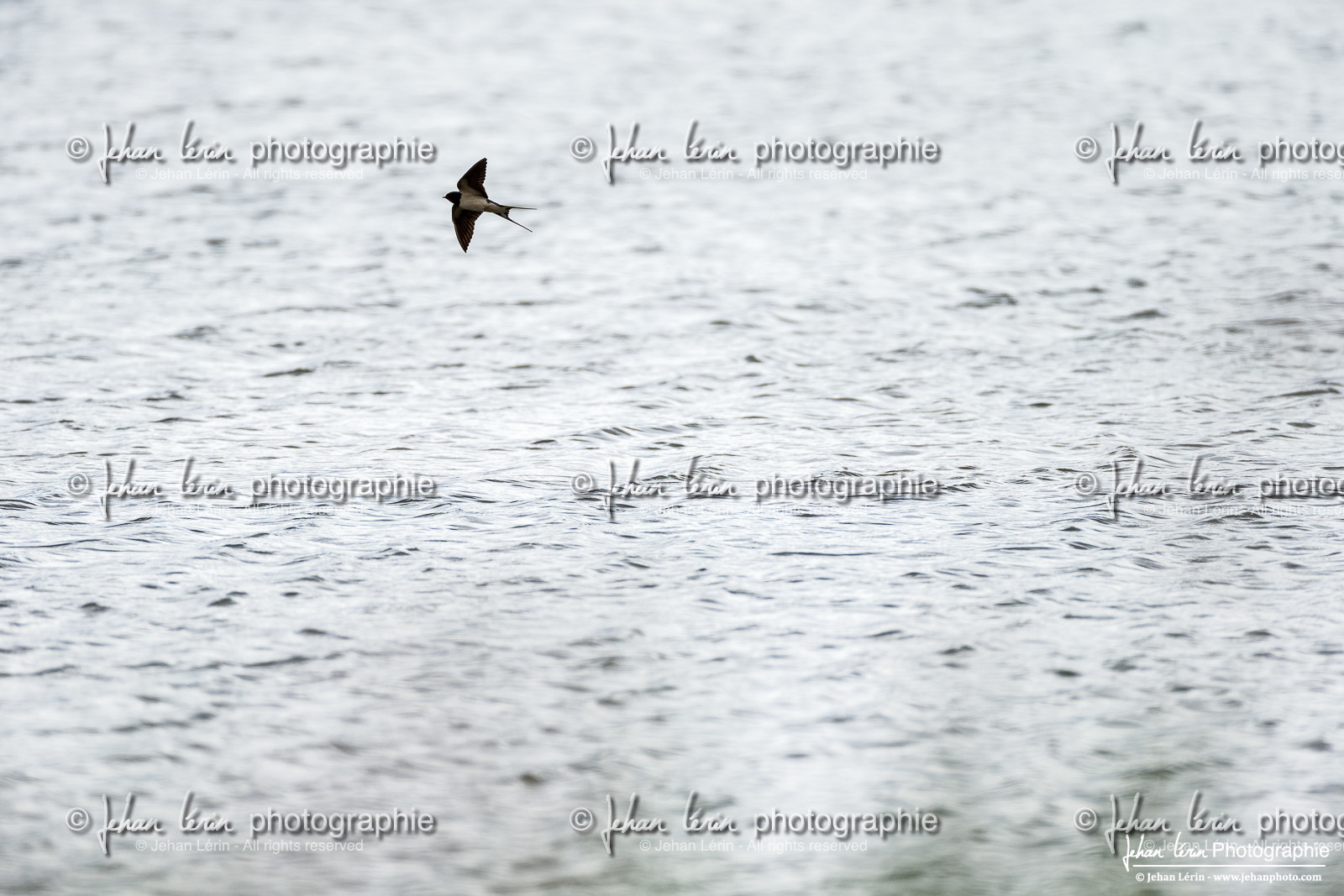 Hirondelle Rustique - Barn Swallow