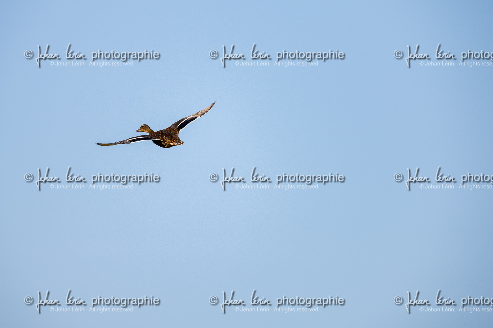 Canard Colvert - Mallard