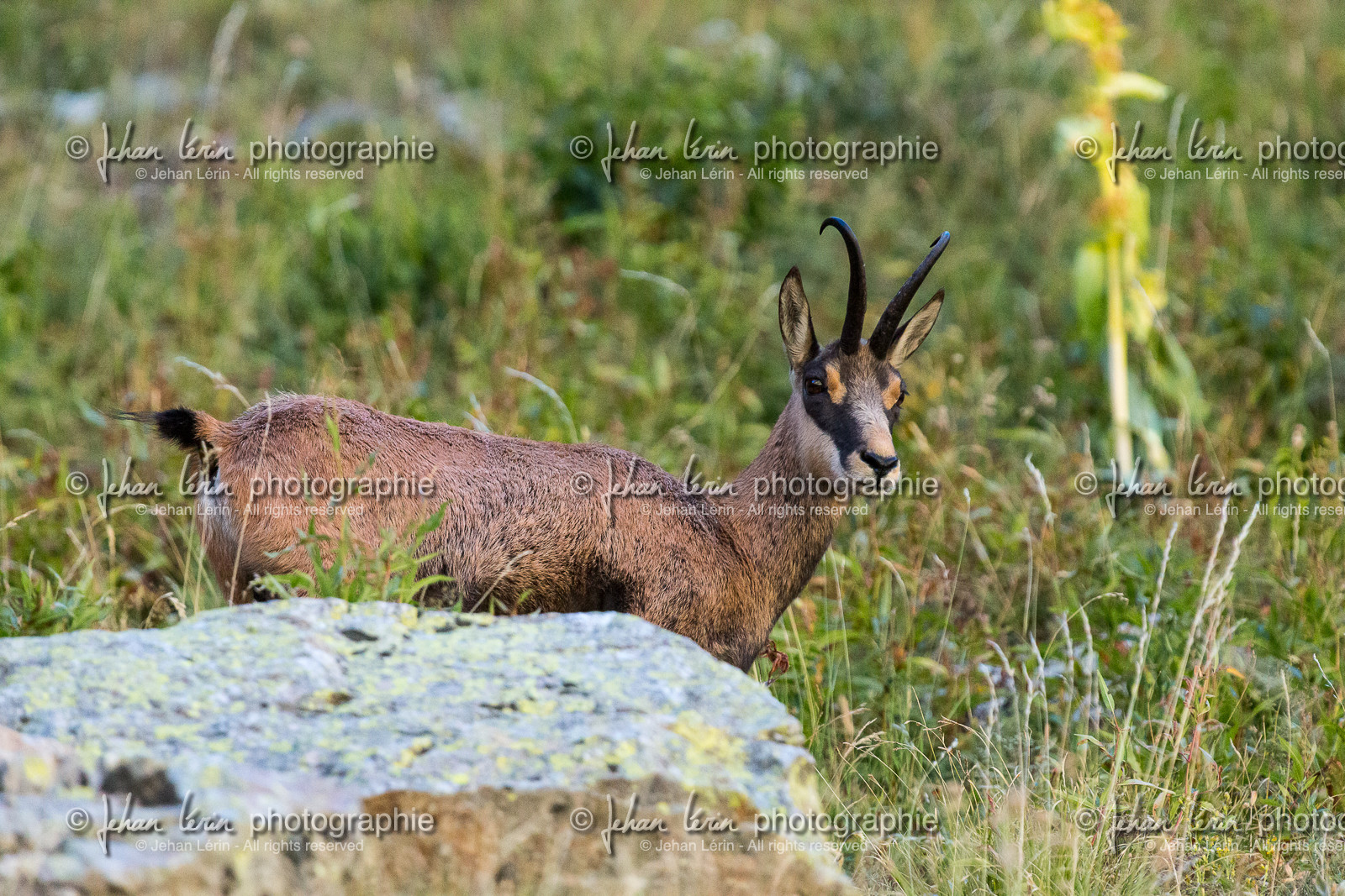 chamois_refuge-de-nice-lac-autier_jl_5d3_12-08-2017-0037.jpg