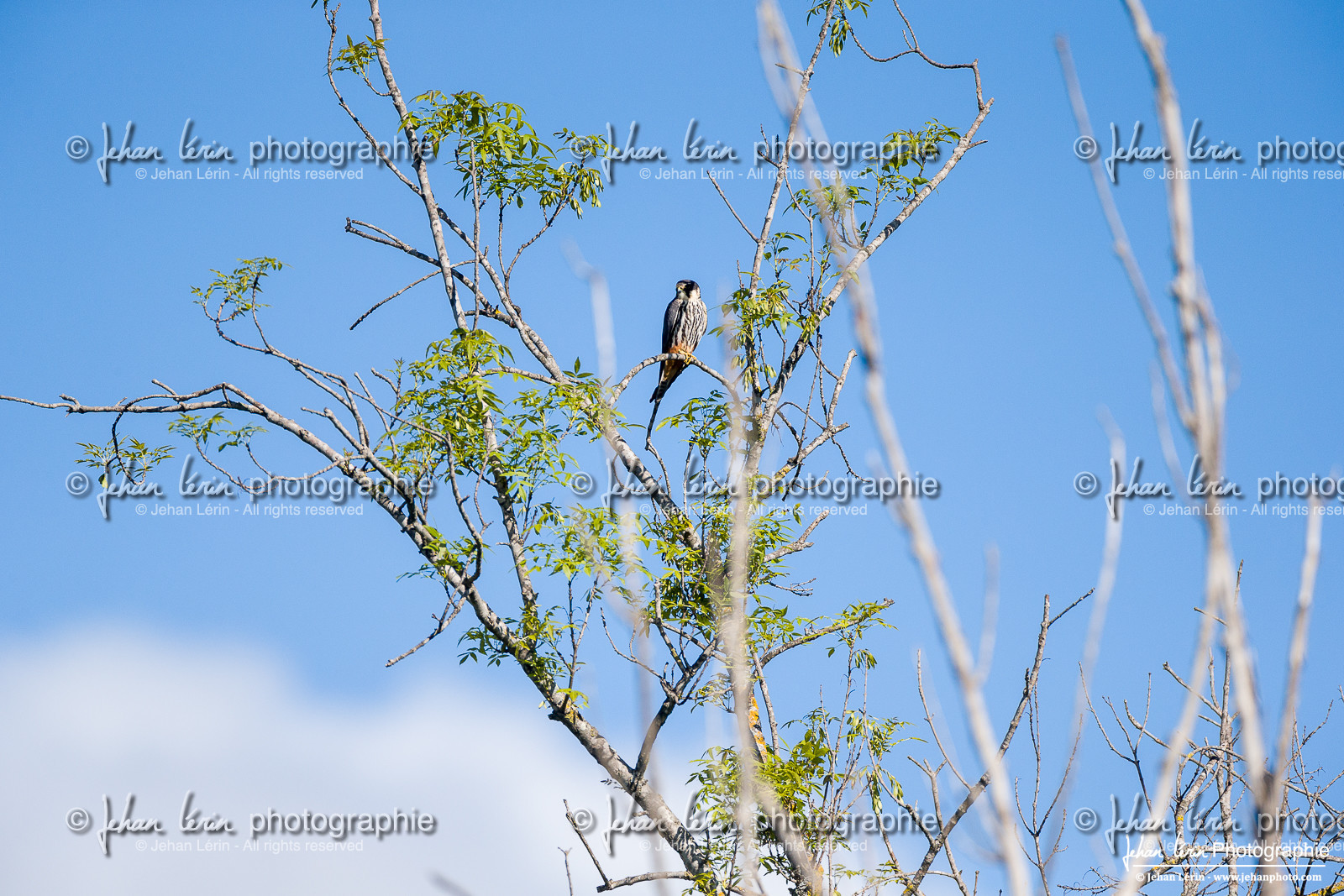 Faucon Hobereau, Eurasian Hobby