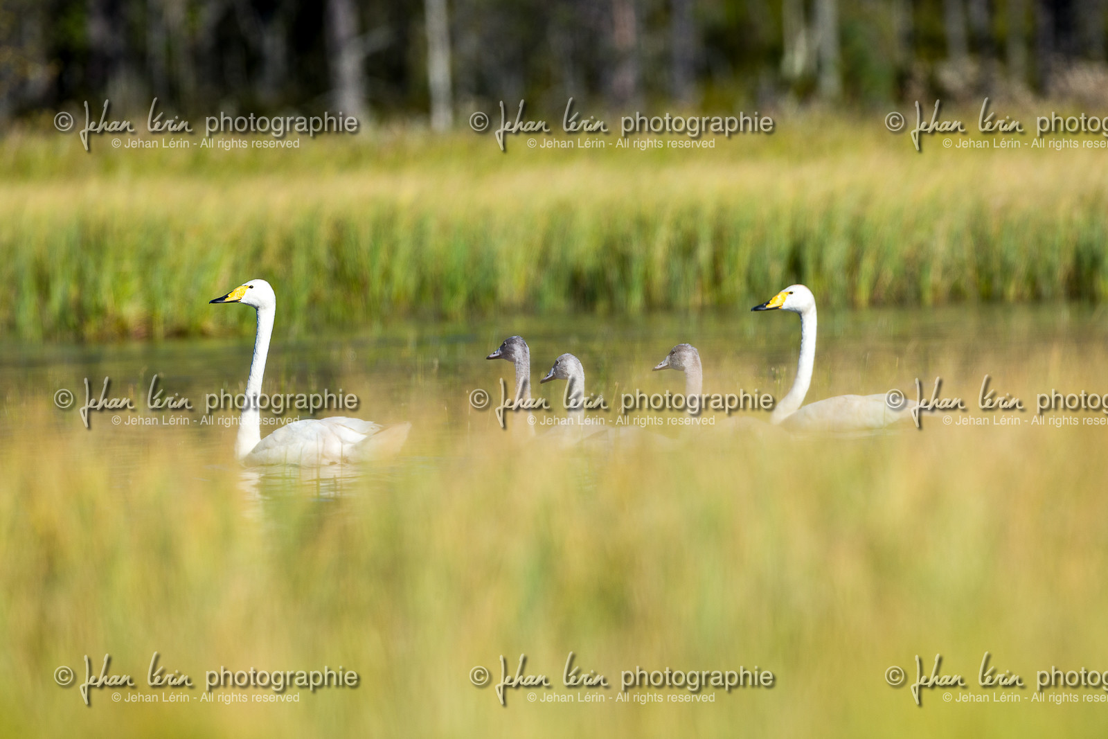 Cygnes
