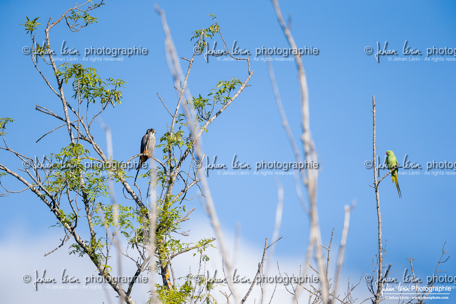 Faucon Hobereau, Eurasian Hobby