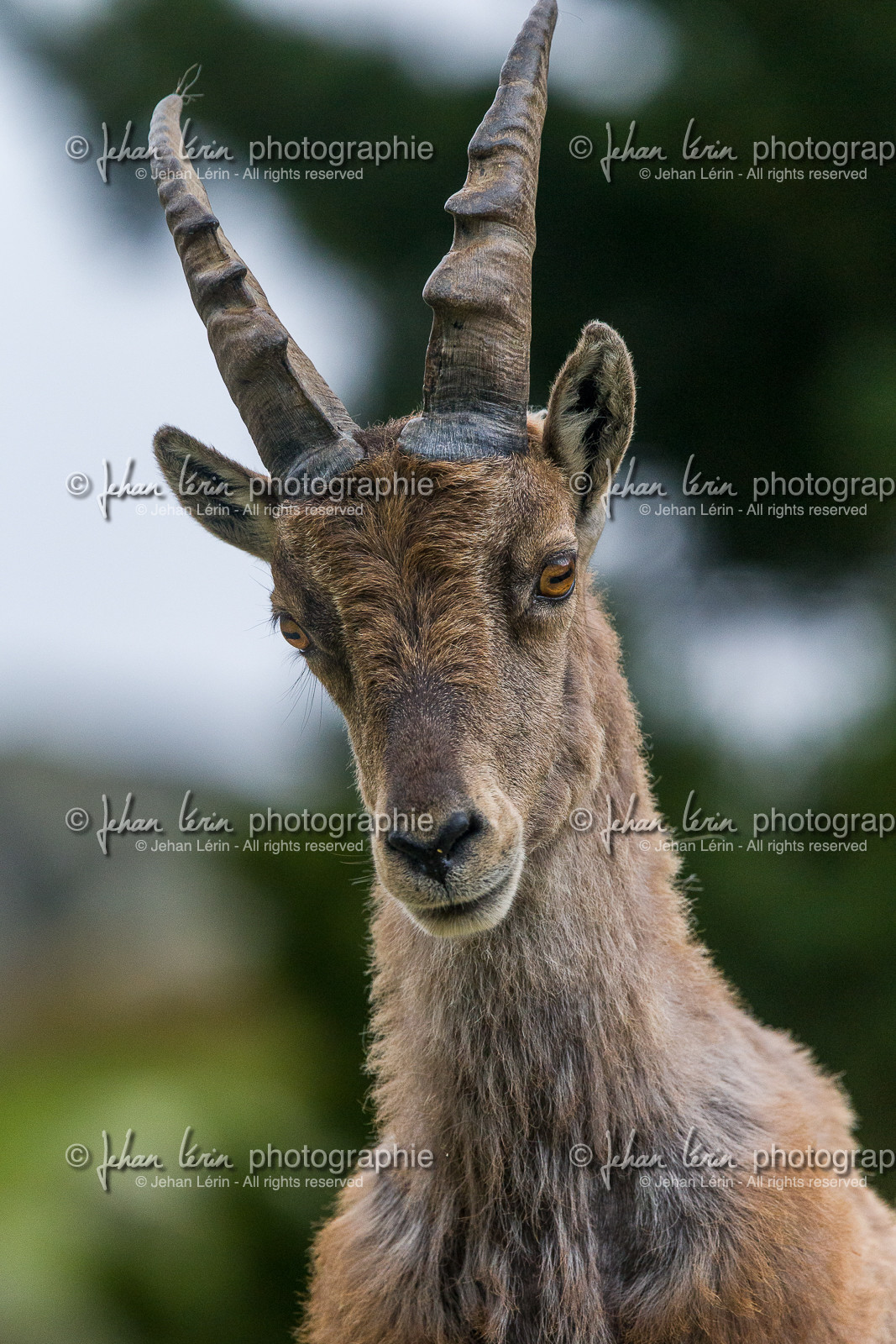 bouquetin_lac-autier_la-gordolasque_jl_1dx_28-06-2020-0087.jpg