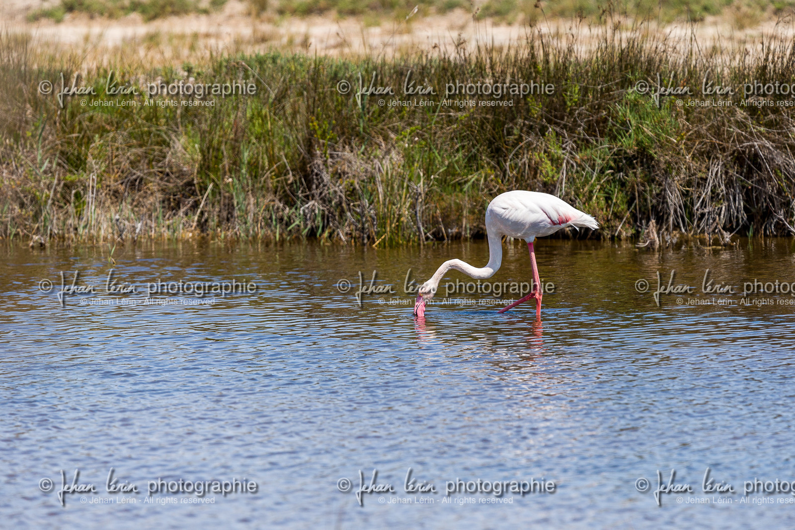 flamant-rose_stes-maries-de-la-mer_camargue_jl_1dx_06-05-2021-0240.jpg