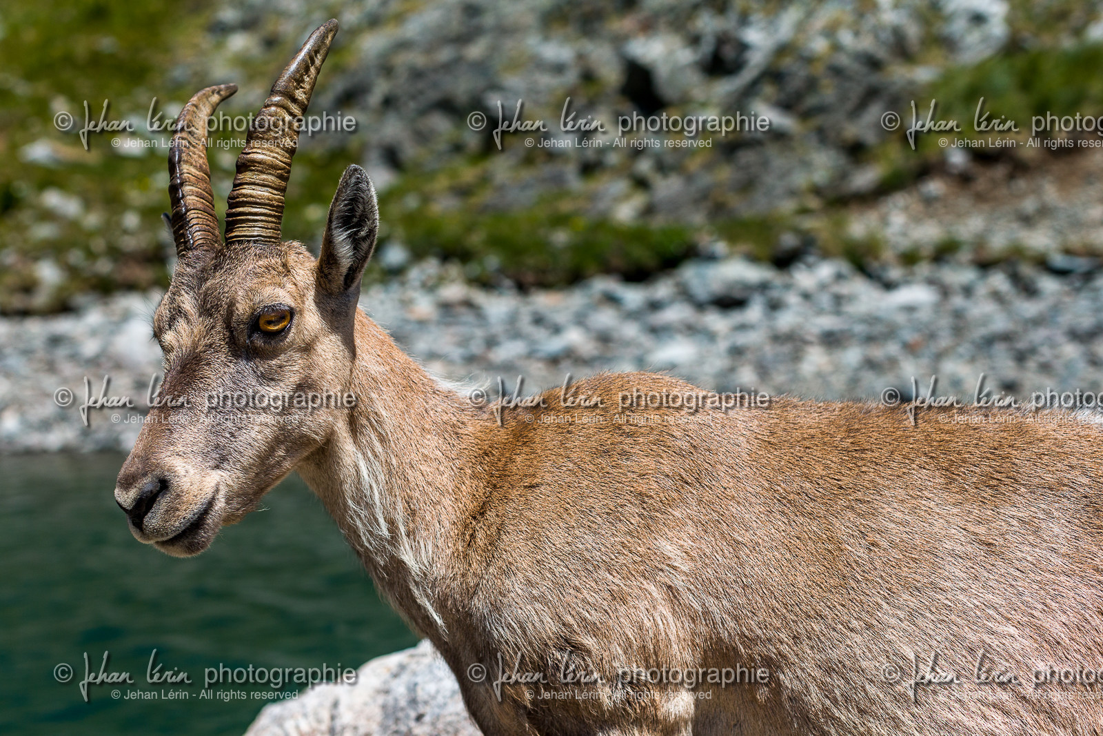 bouquetins_lac-agniel_casterino_mercantour_jl_1dx_23-07-2017-0012.jpg