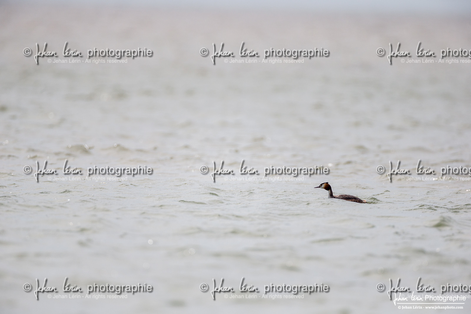 Grèbes Huppé - Great Crested Grebe : Podiceps Cristatus