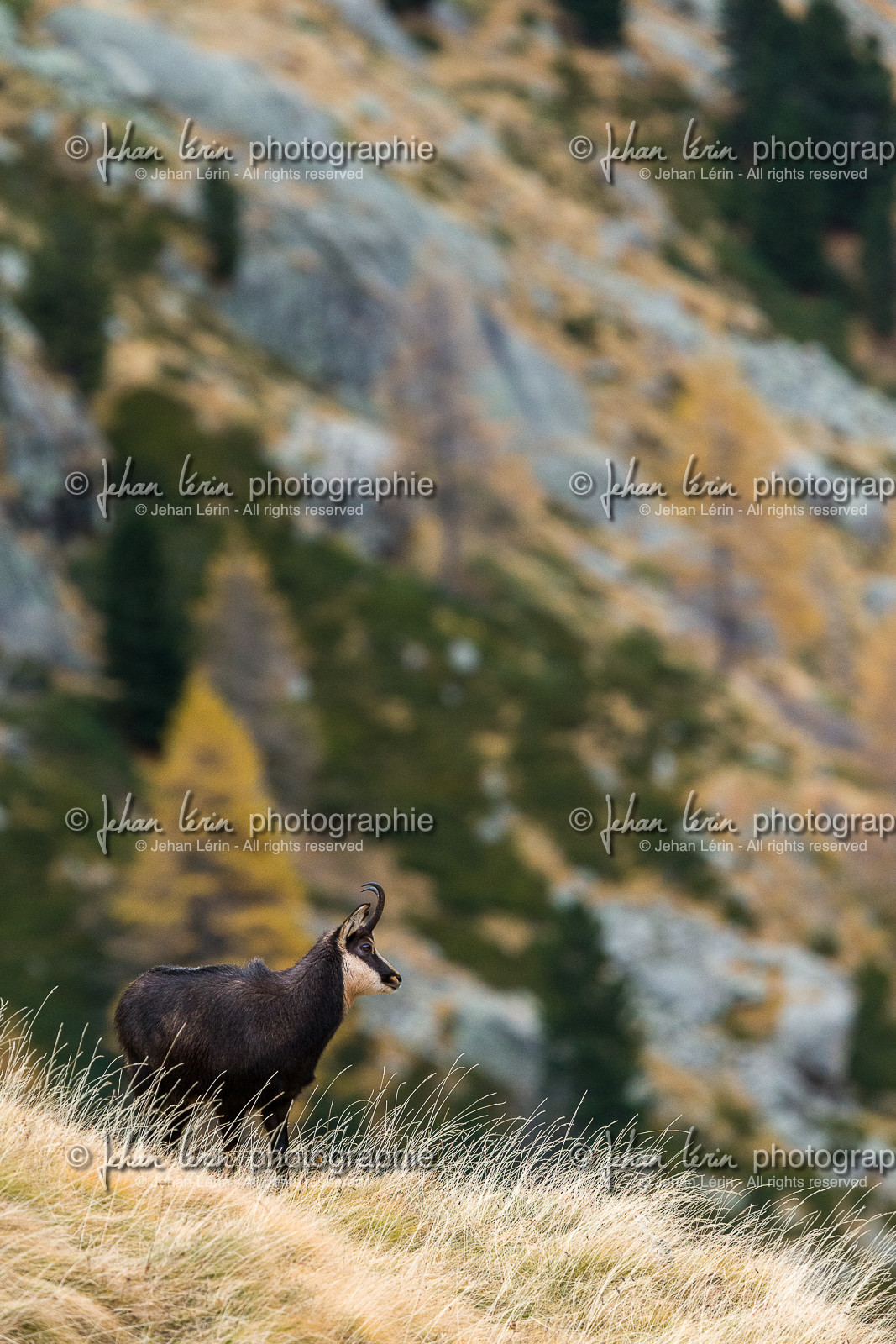 la-gordolasque_jehan-lerin_jl_1dx_11-11-2021-0131.jpg