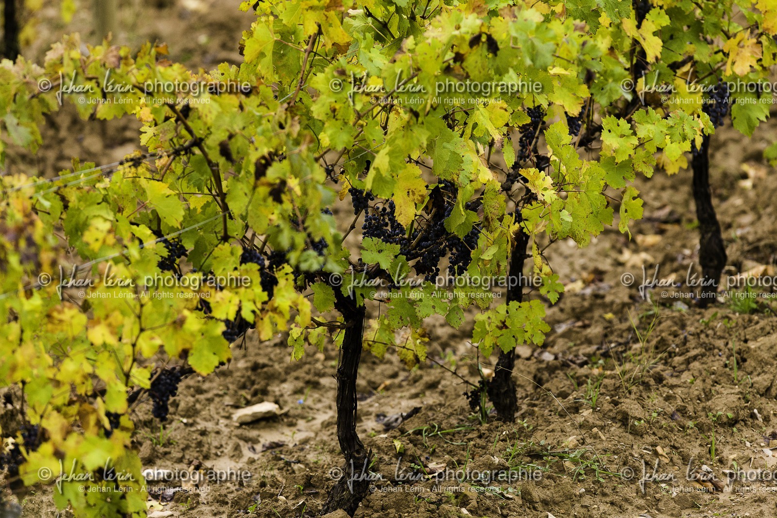 racc-spain-2012_ss3-terra-alta_vilbal-dels-arcs_09-11-2012-4845.jpg