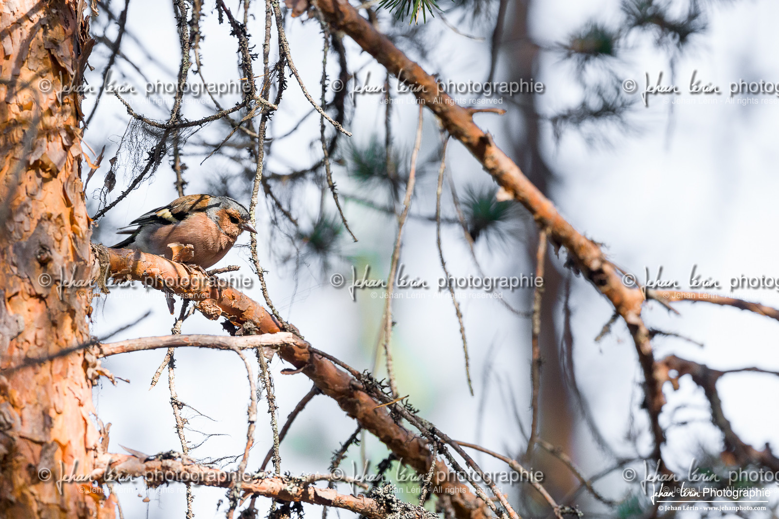 Pinson des Arbres - Common Chaffinch