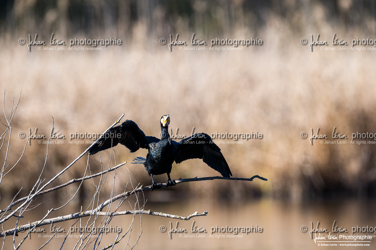Grand Cormoran - Great Cormorant