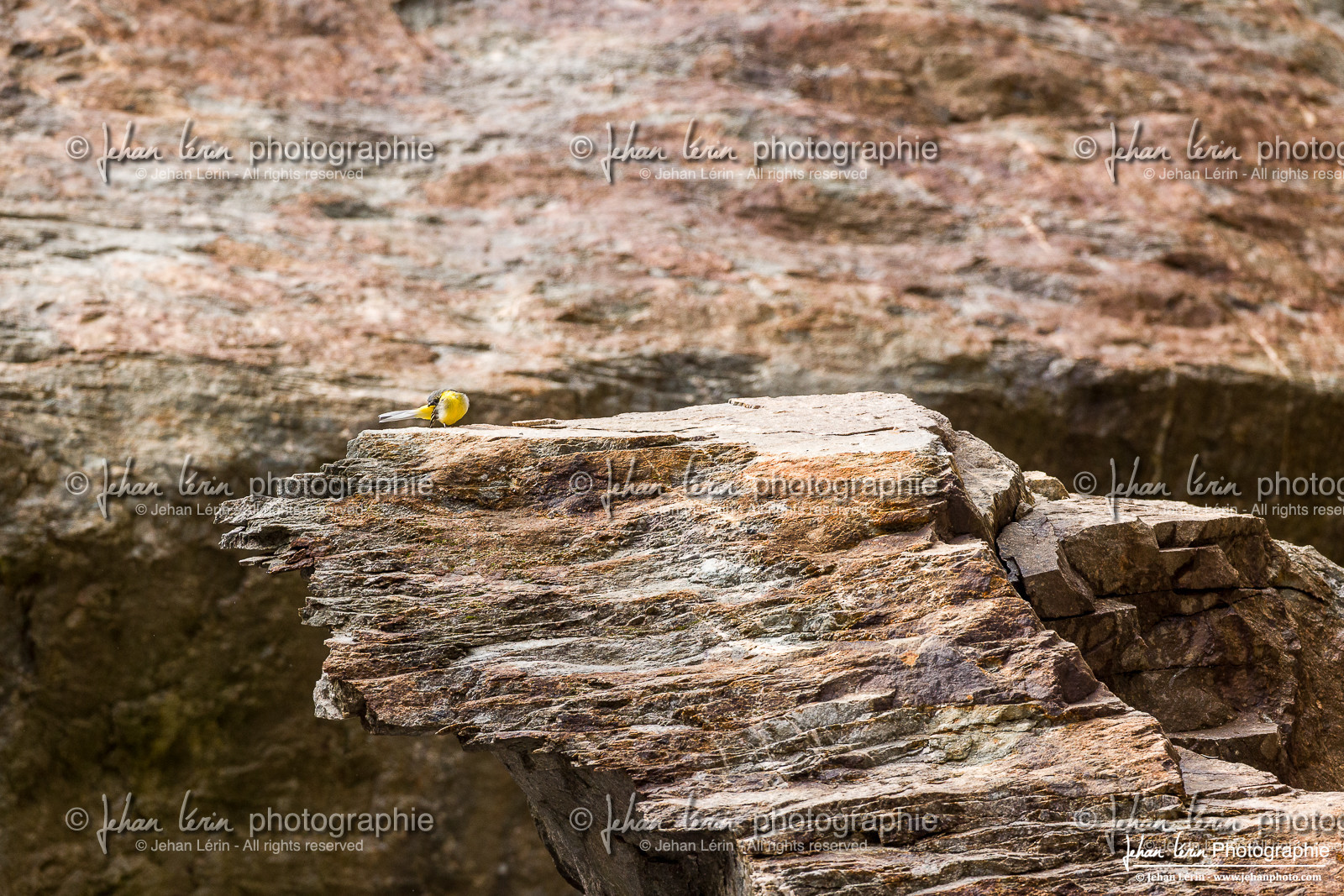 Bergeronnette Printanière - Western Yellow Wagtail