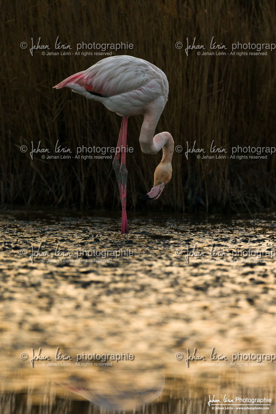 Flamant Rose - Greater Flamingo Flamant Rose - Greater Flamingo