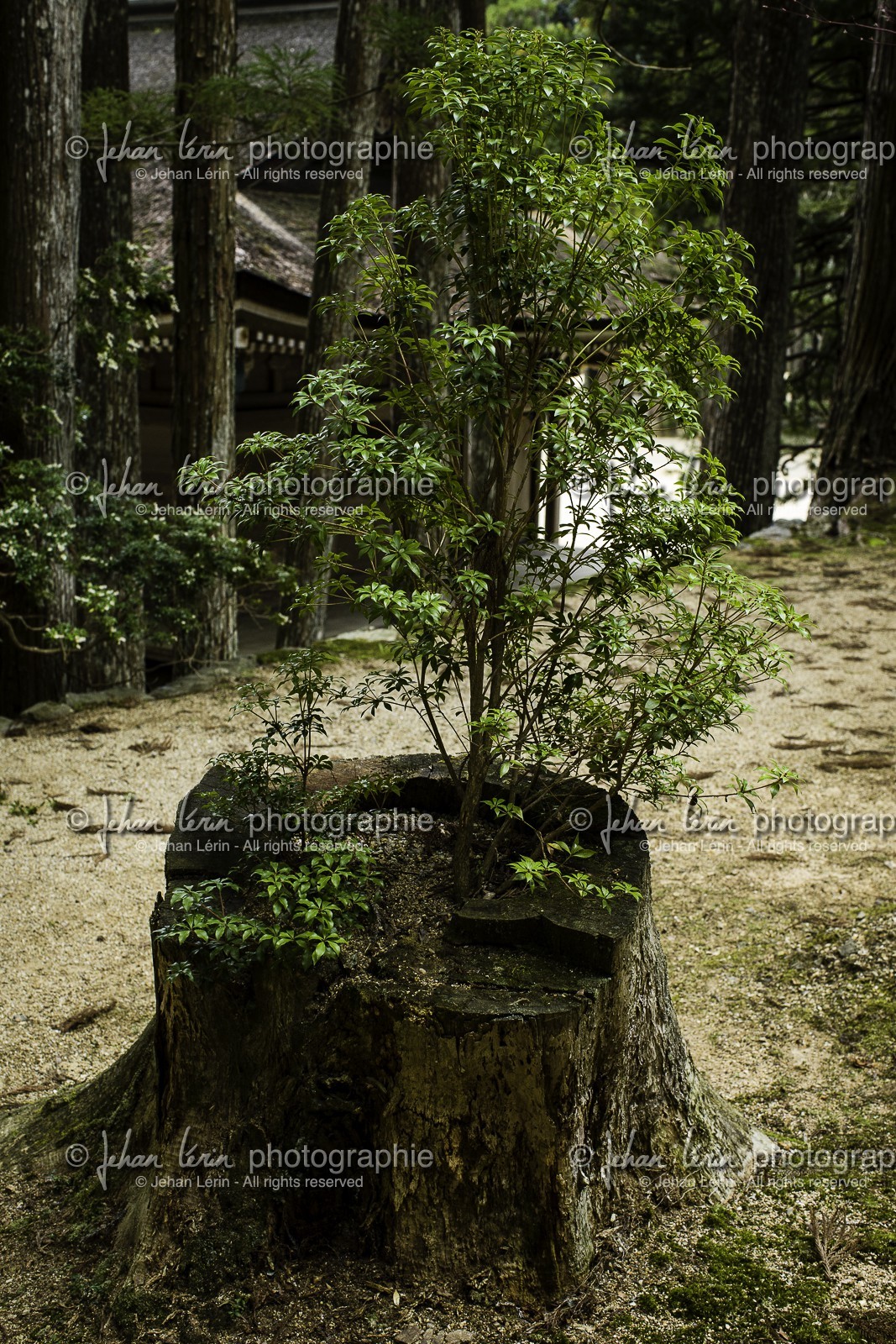 koyasan_japon_jl_1dx_16-04-2014-5132.jpg koyasan_japon_jl_1dx_16-04-2014-5132.jpg