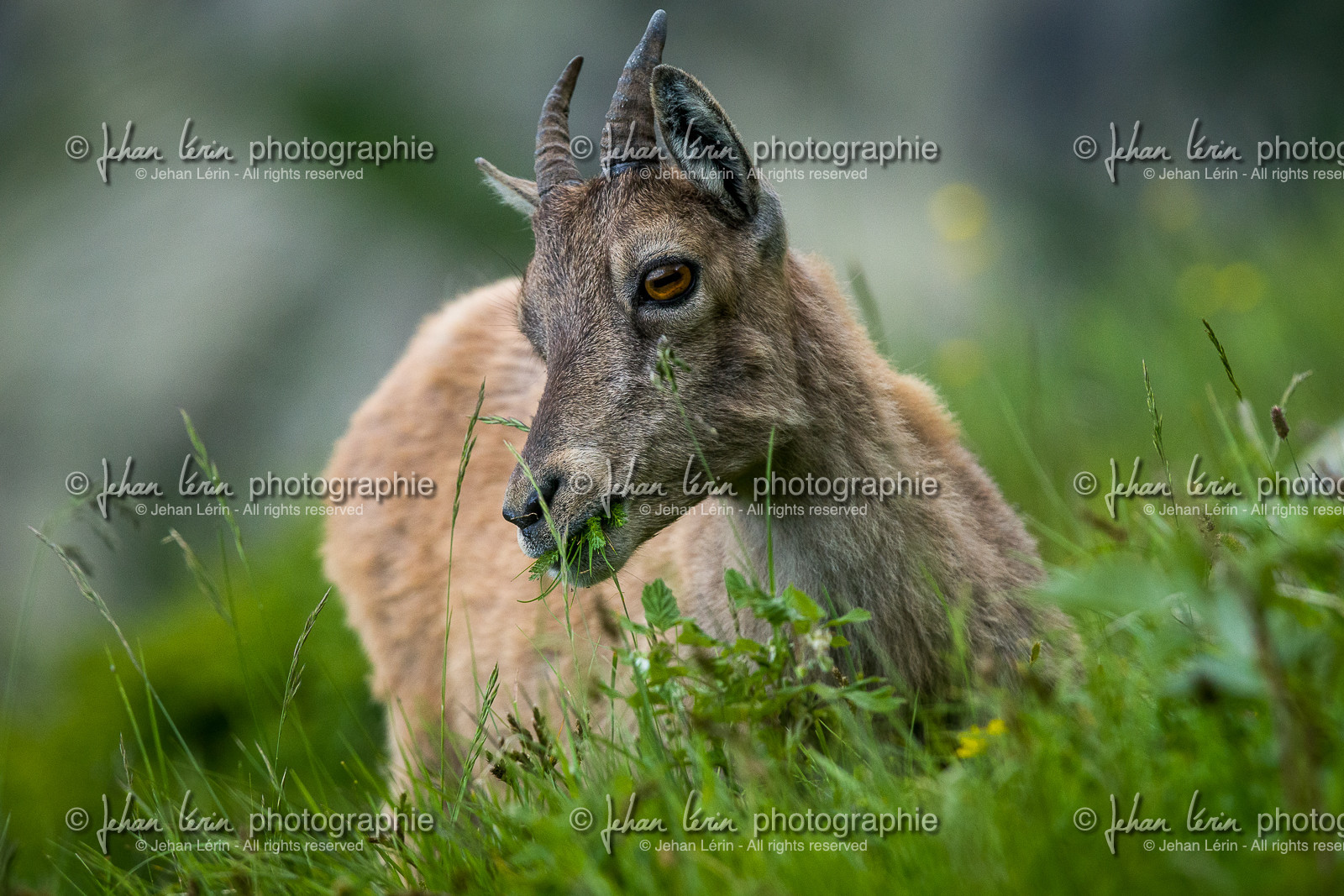 bouquetin_lac-autier_la-gordolasque_jl_1dx_28-06-2020-0071.jpg