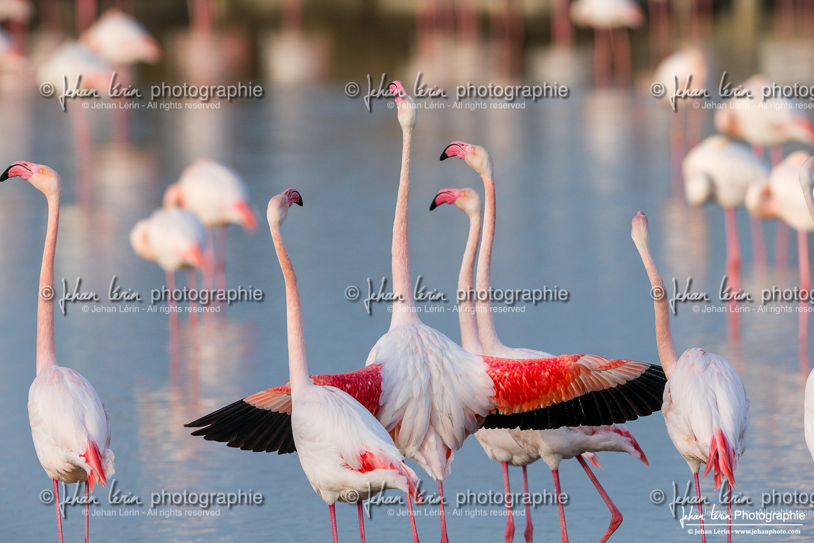 Flamant Rose - Greater Flamingo