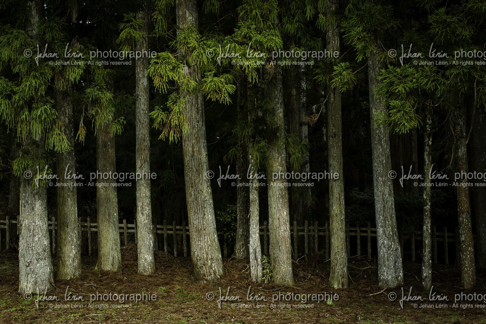 koyasan_japon_jl_1dx_16-04-2014-5139.jpg