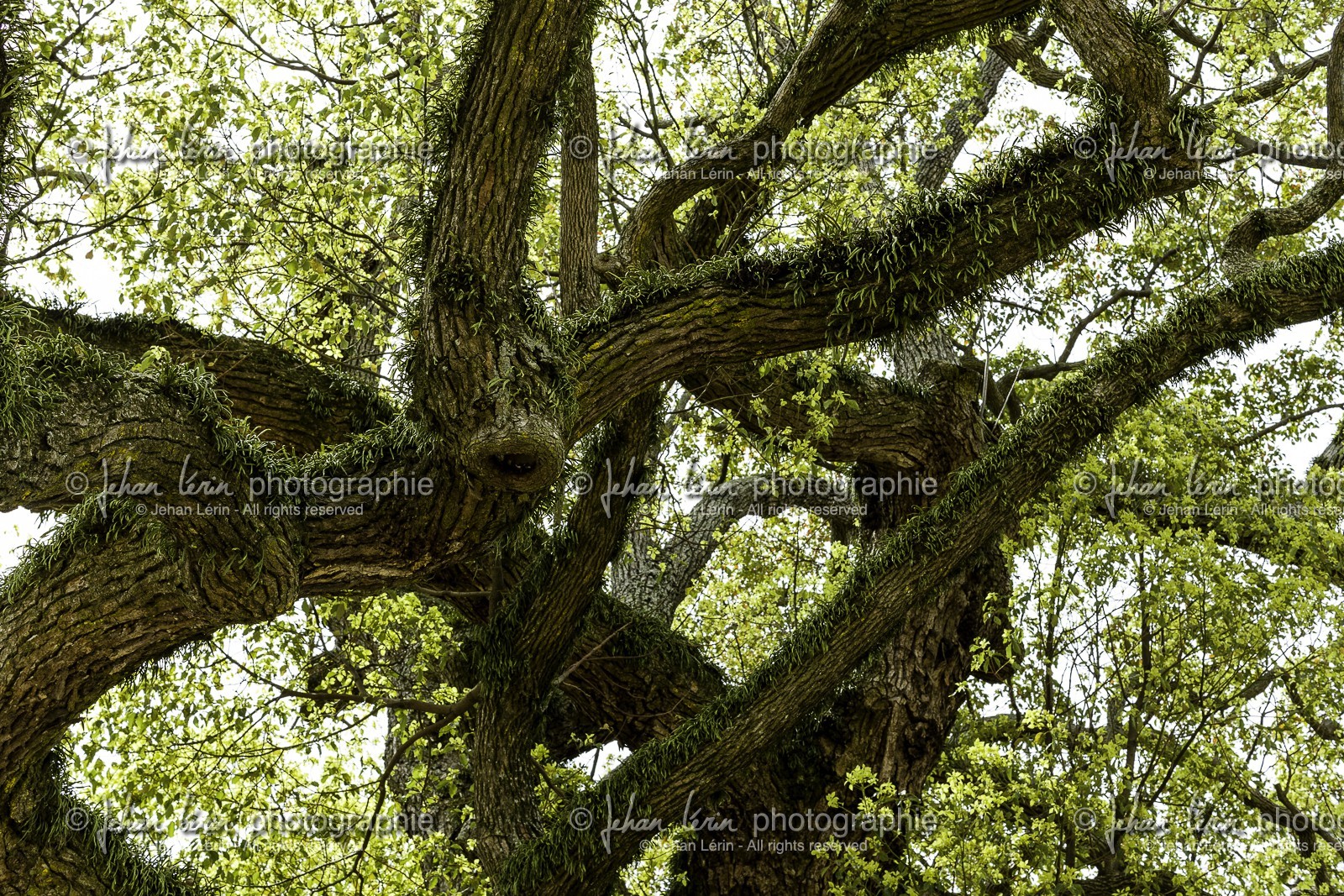 nagaoji_temple-87_shikoku_japon_11-04_2014-4663.jpg