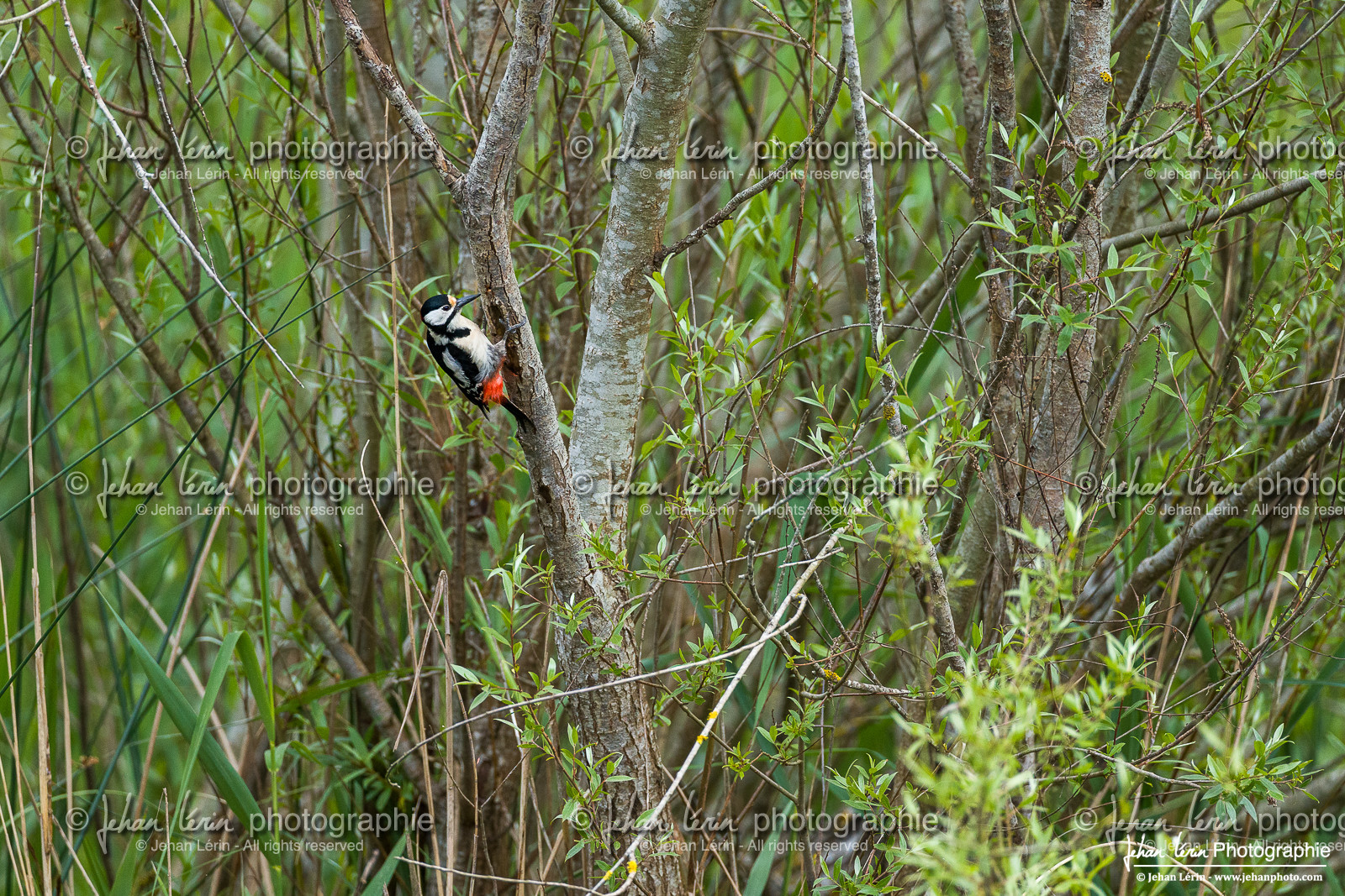Pic Épeiche - Great Spotted Woodpecker Pic Épeiche - Great Spotted Woodpecker
