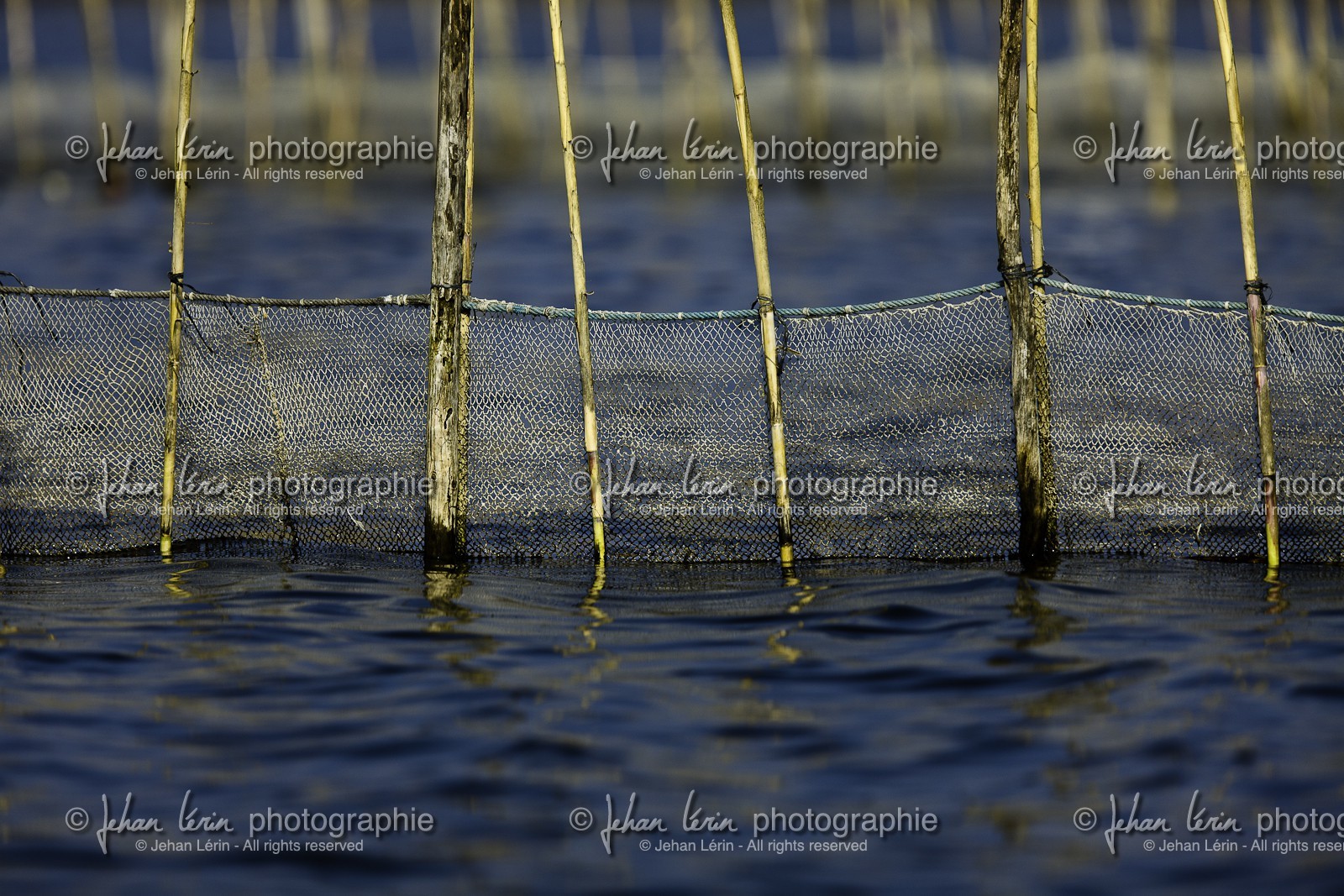l-albufera_20-01-2011-2178.jpg
