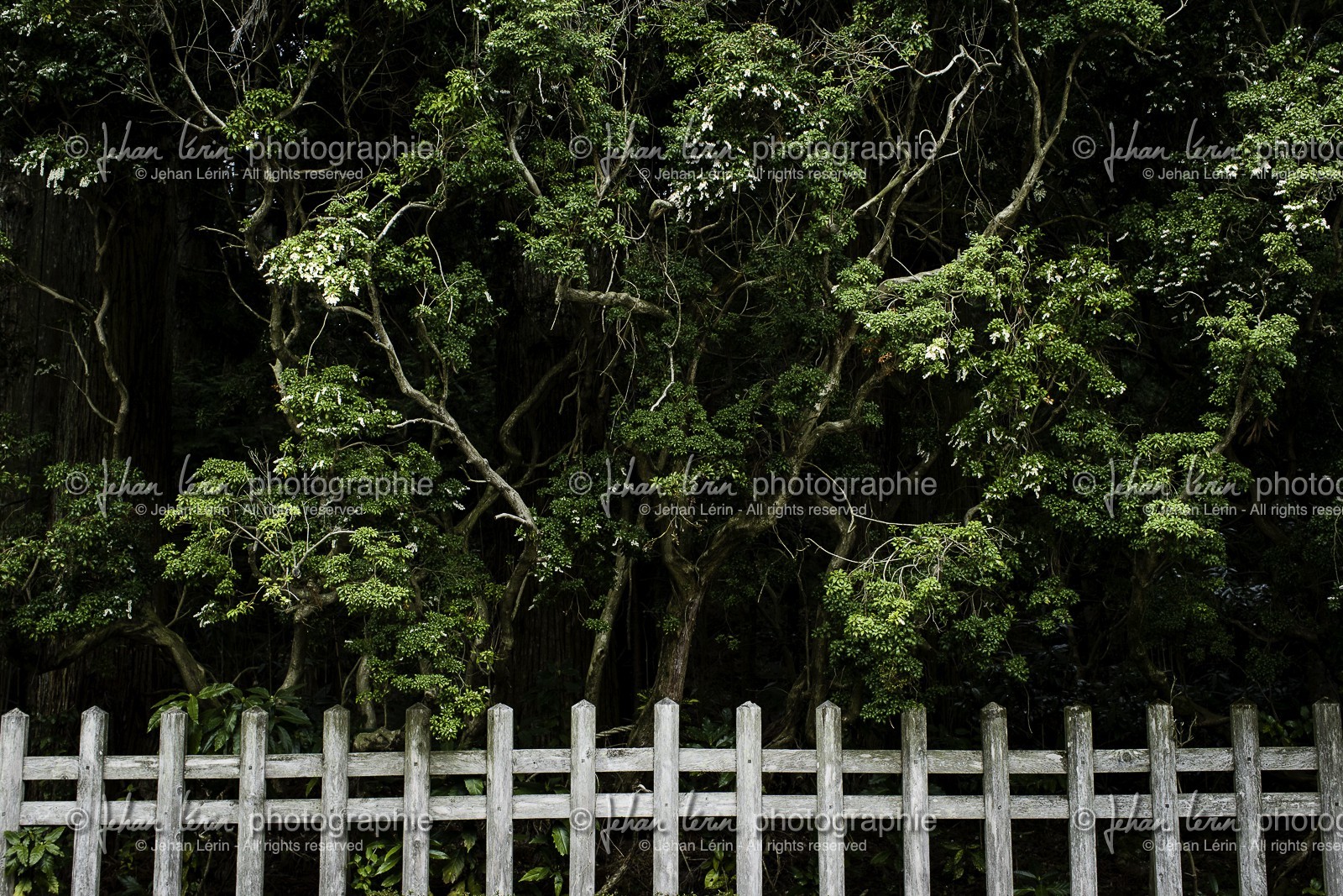 koyasan_japon_jl_1dx_16-04-2014-5136.jpg