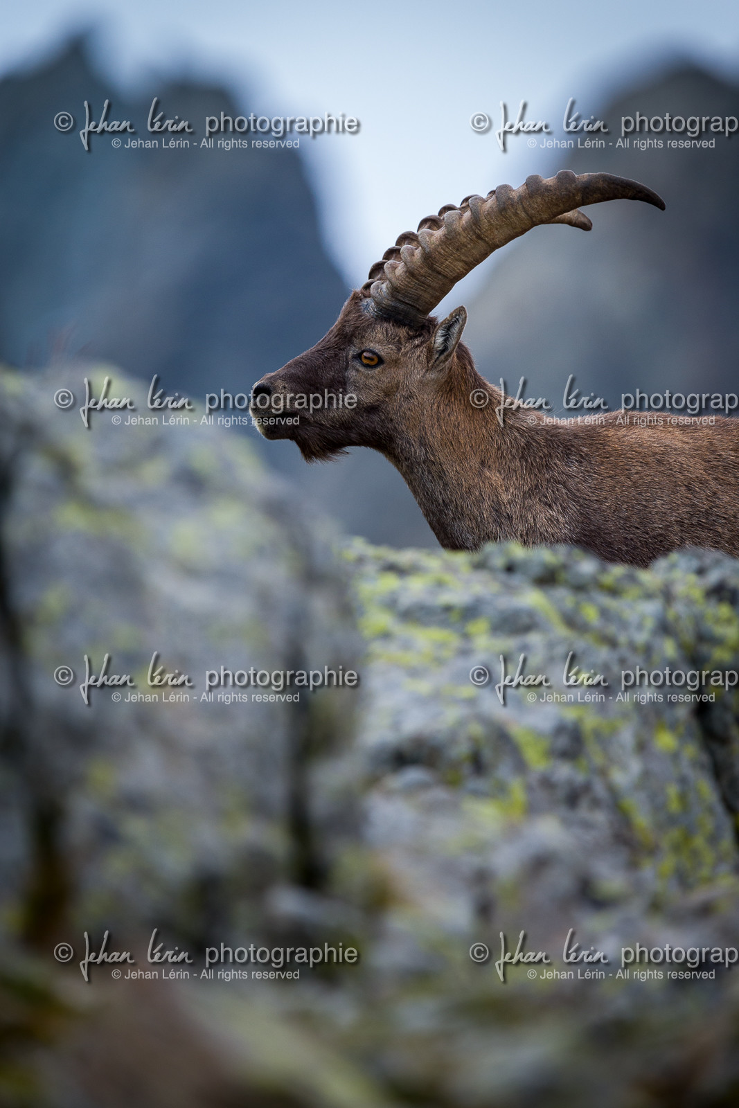 bouquetin_refuge-de-nice-lac-autier_jl_1dx_13-08-2017-0109.jpg