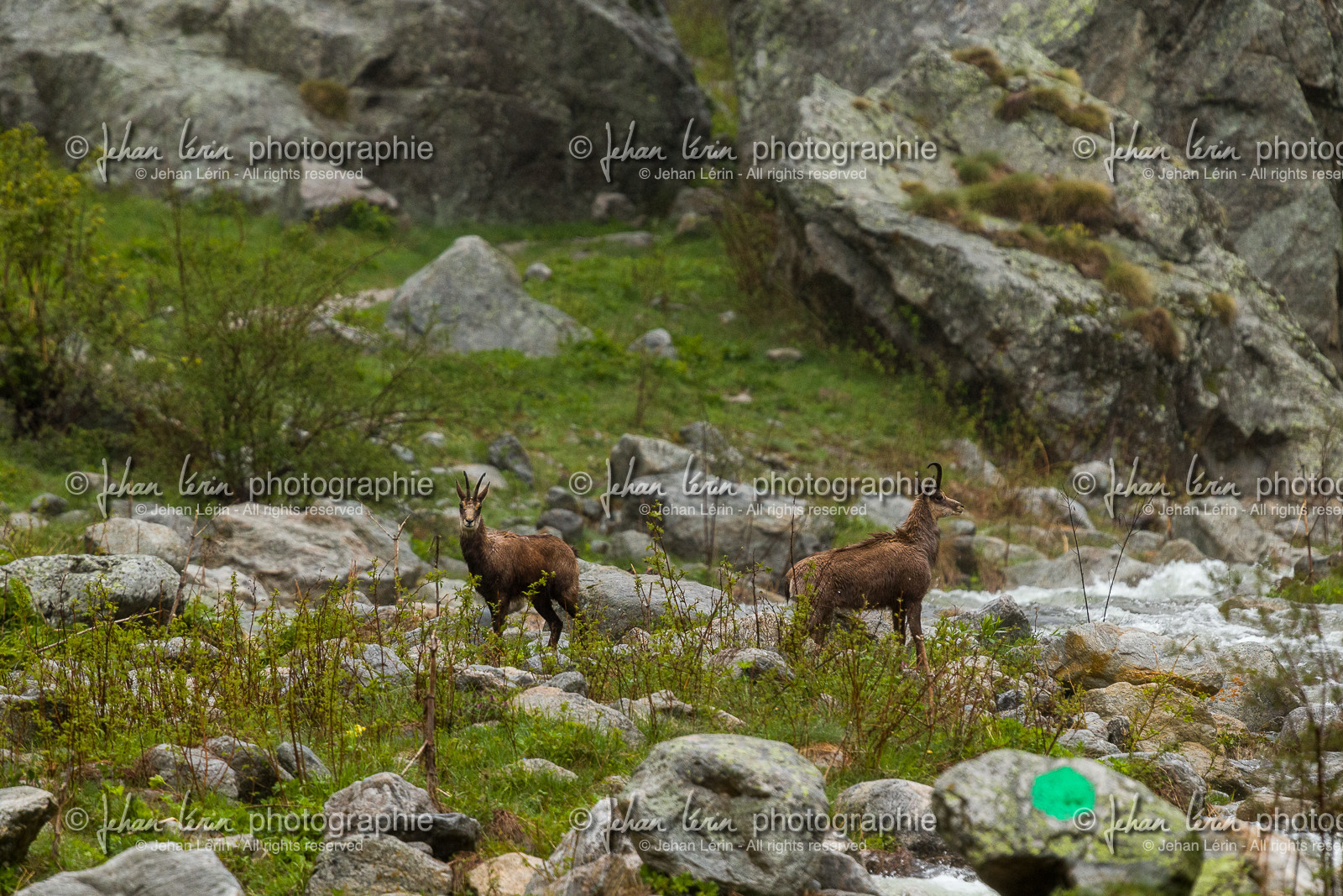 chamois_la-gordolasque_mercantour_jl_1dx_11-05-2020-0003.jpg