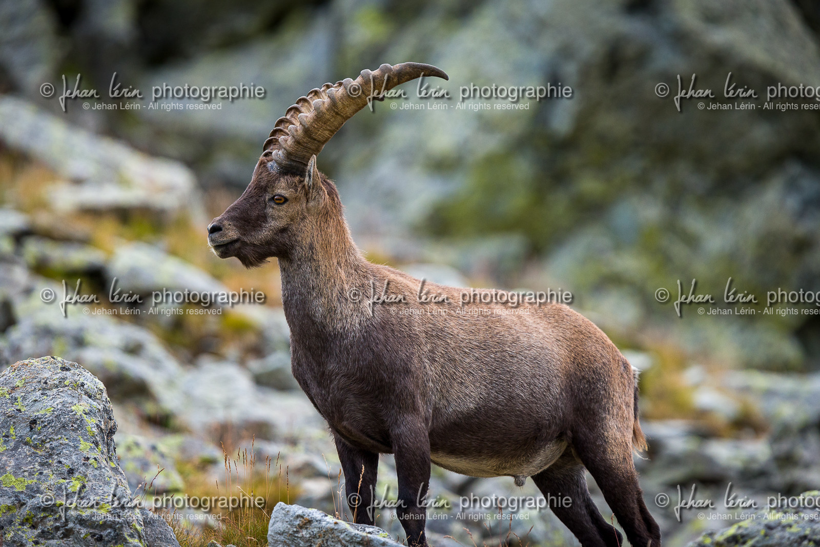 bouquetin_refuge-de-nice-lac-autier_jl_1dx_13-08-2017-0132.jpg