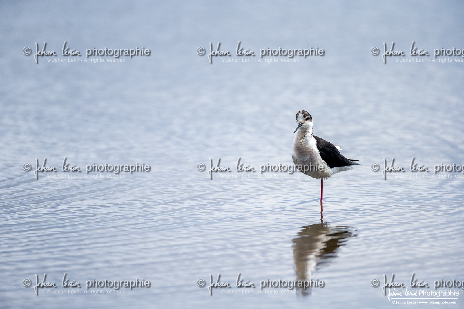 Échasse Blanche - Black Winged Stilt
