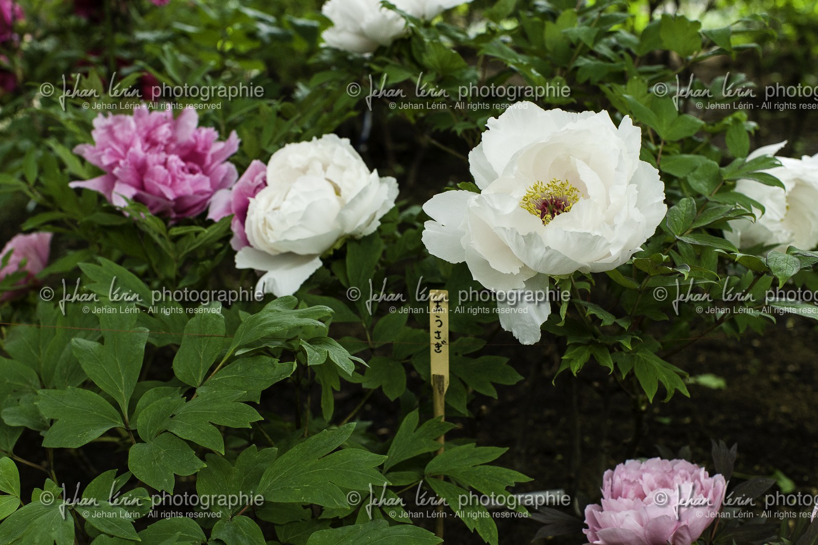 ueno_tokyo_japon_jl_1dx_05-05-2014-6253.jpg