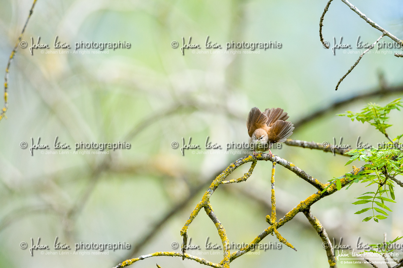 Bouscarle de Cetti - Cetti's warbler