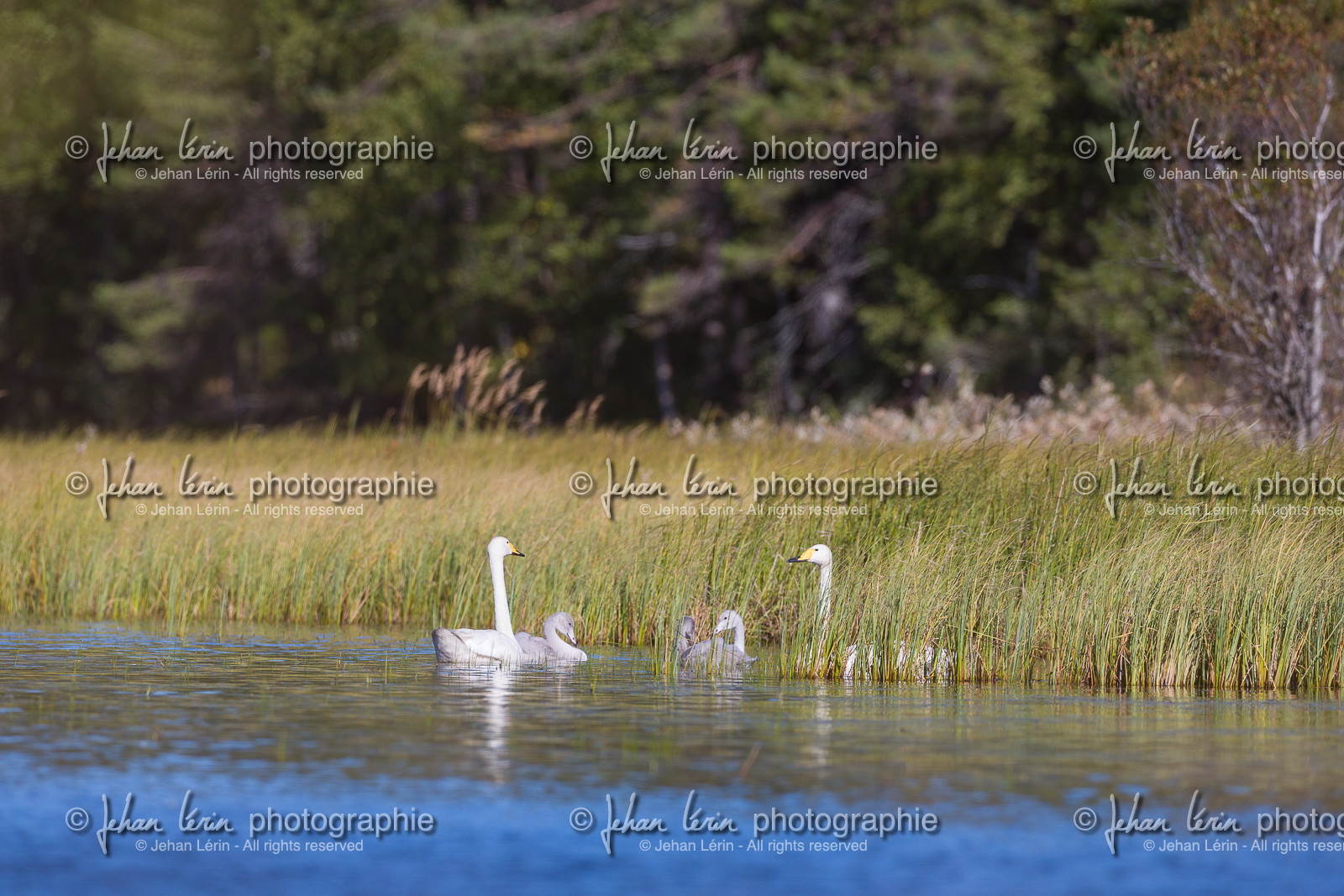 Cygnes