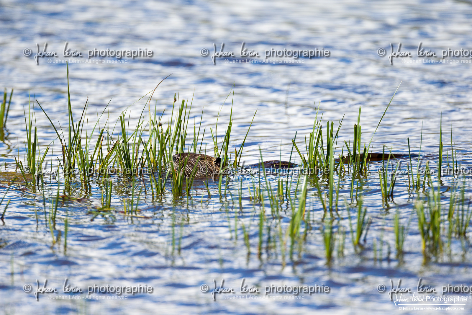 Ragondin - Coypu