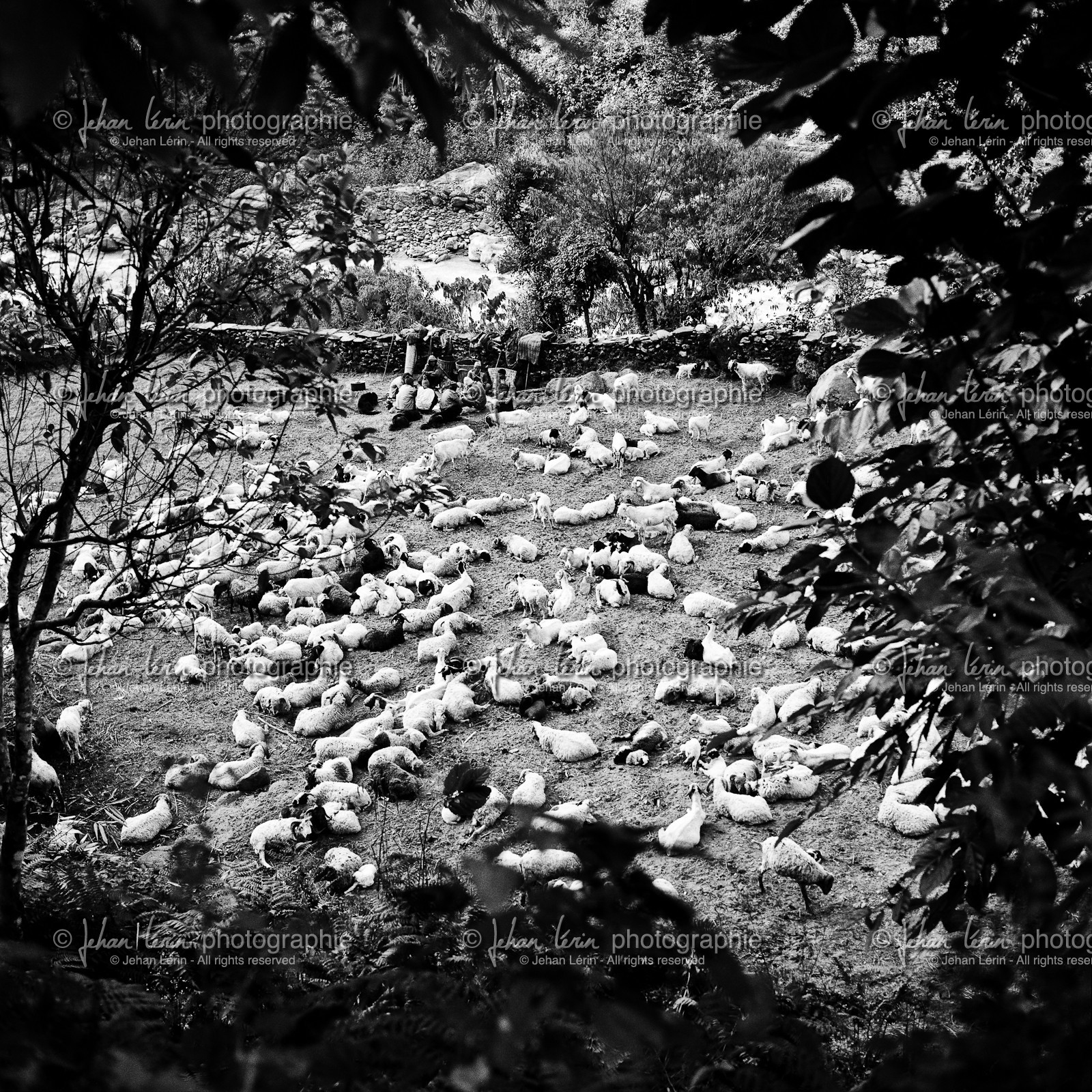 the-enclosure-with-sheep.jpg