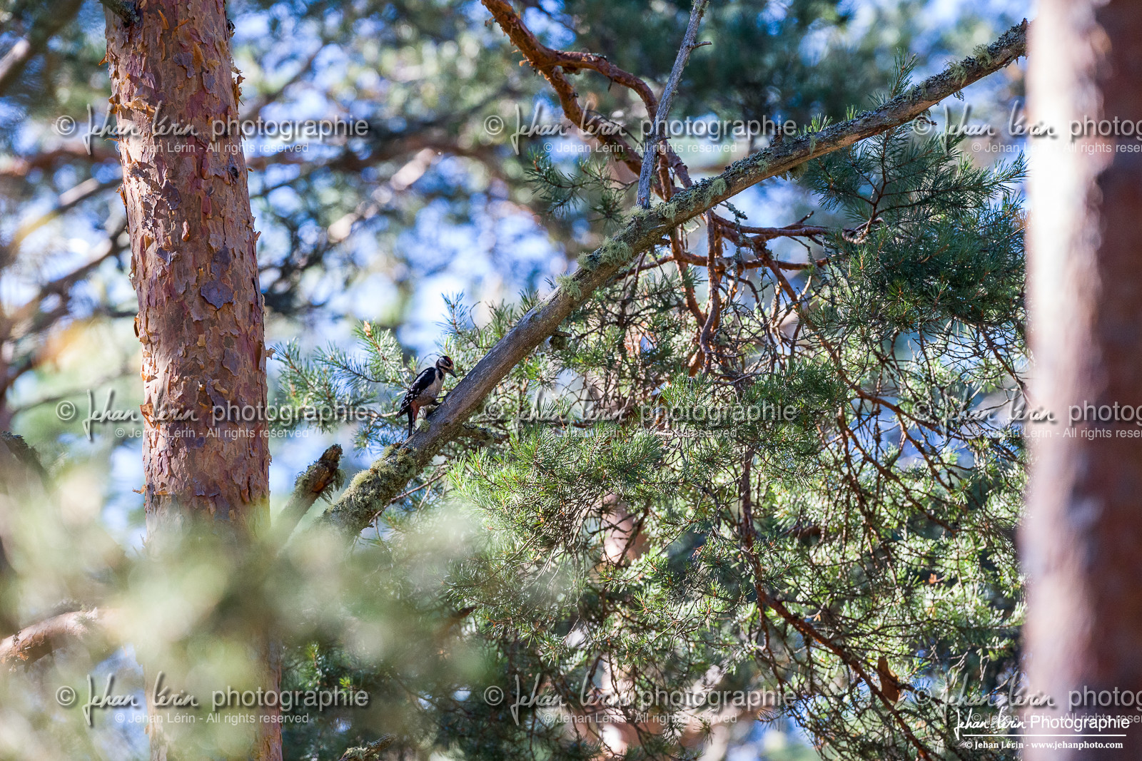 Pic Epeiche - Great Spotted Woodpecker Pic Epeiche - Great Spotted Woodpecker