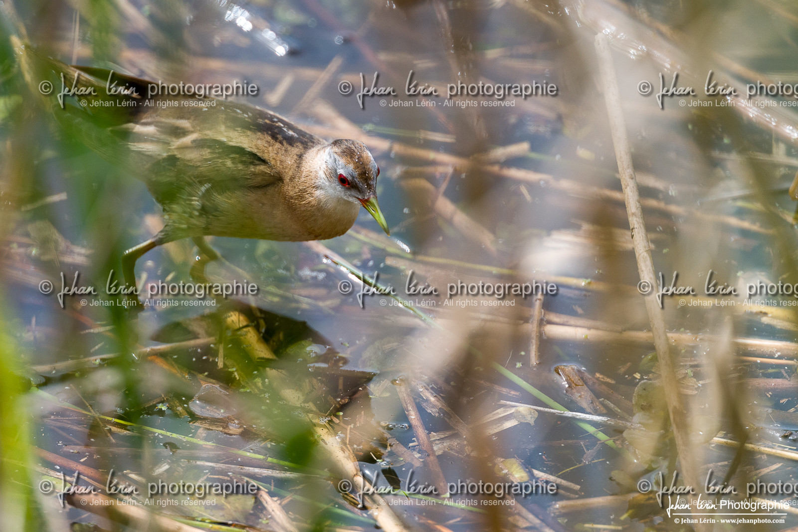 Marouette Poussin - Little Crake Marouette Poussin - Little Crake