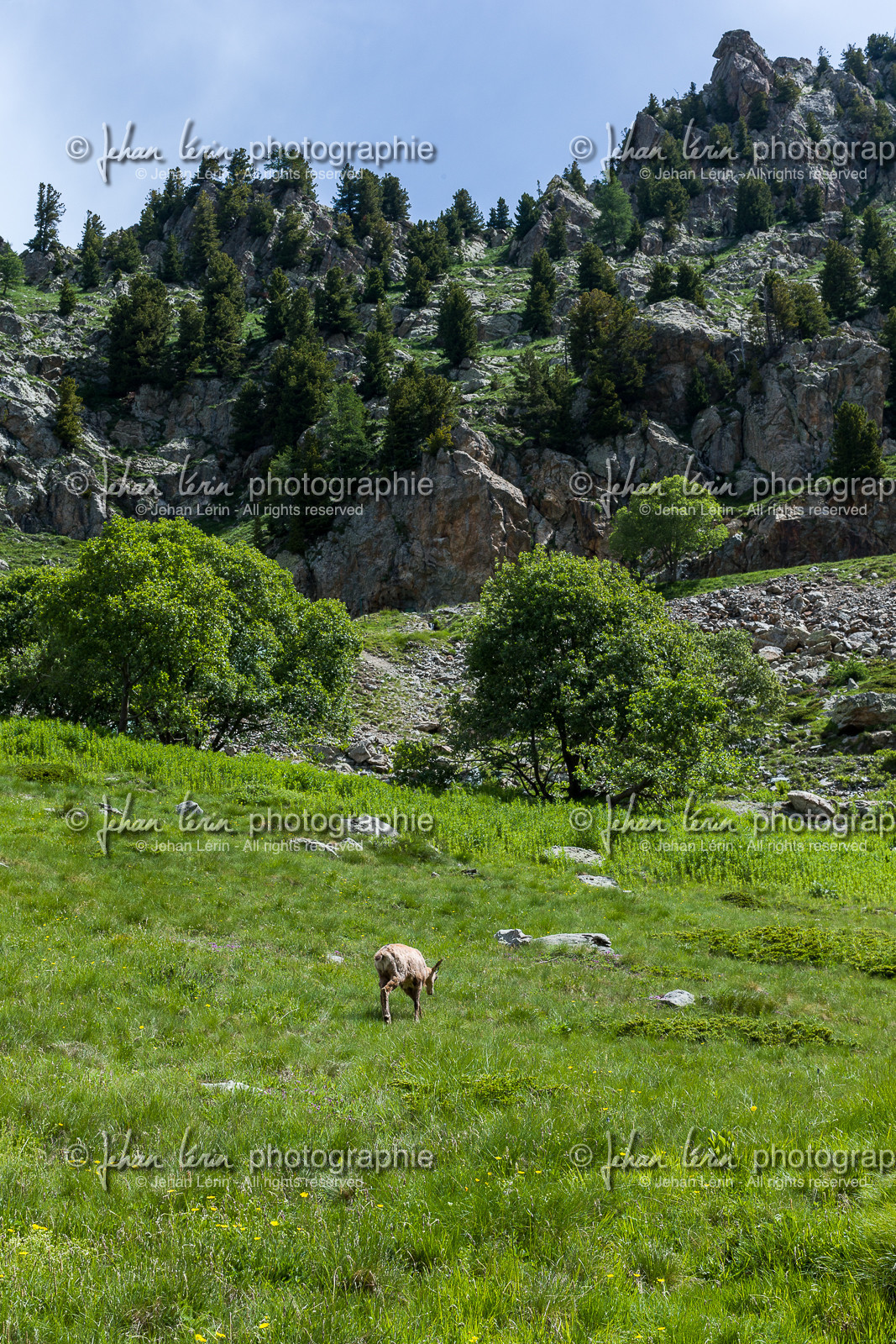 chamois_tour-du-grand-capelet_jl_1dx_14-07-2018-0004.jpg