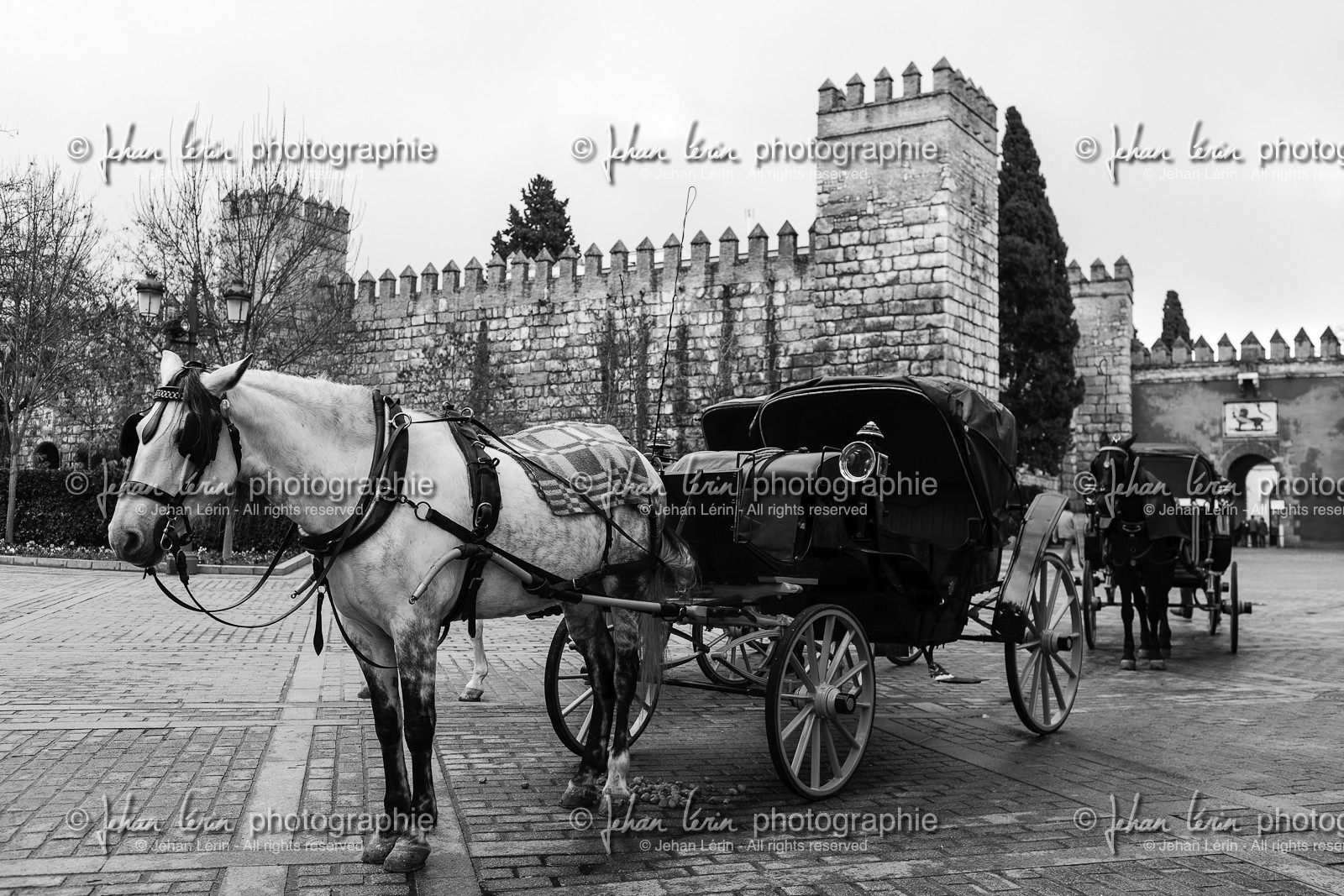 sevilla_19-01-2010-7955.jpg