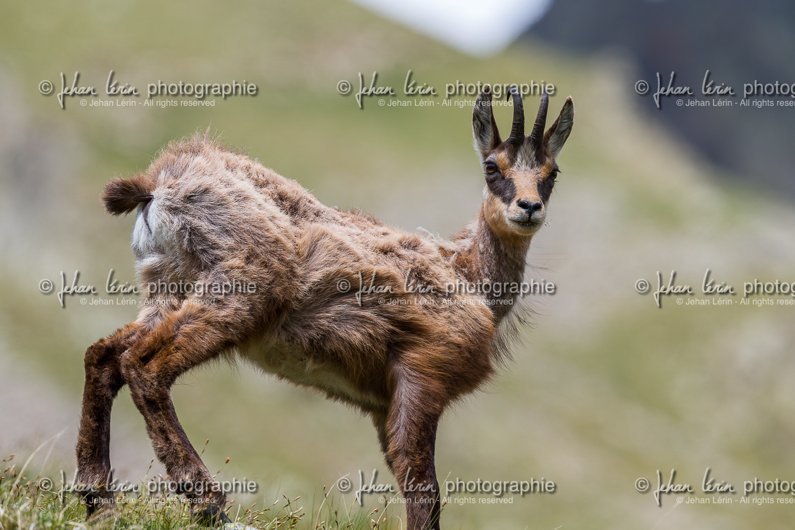 chamois_madone-de-fenestre_jl_1dx_06-06-2017-0011.jpg
