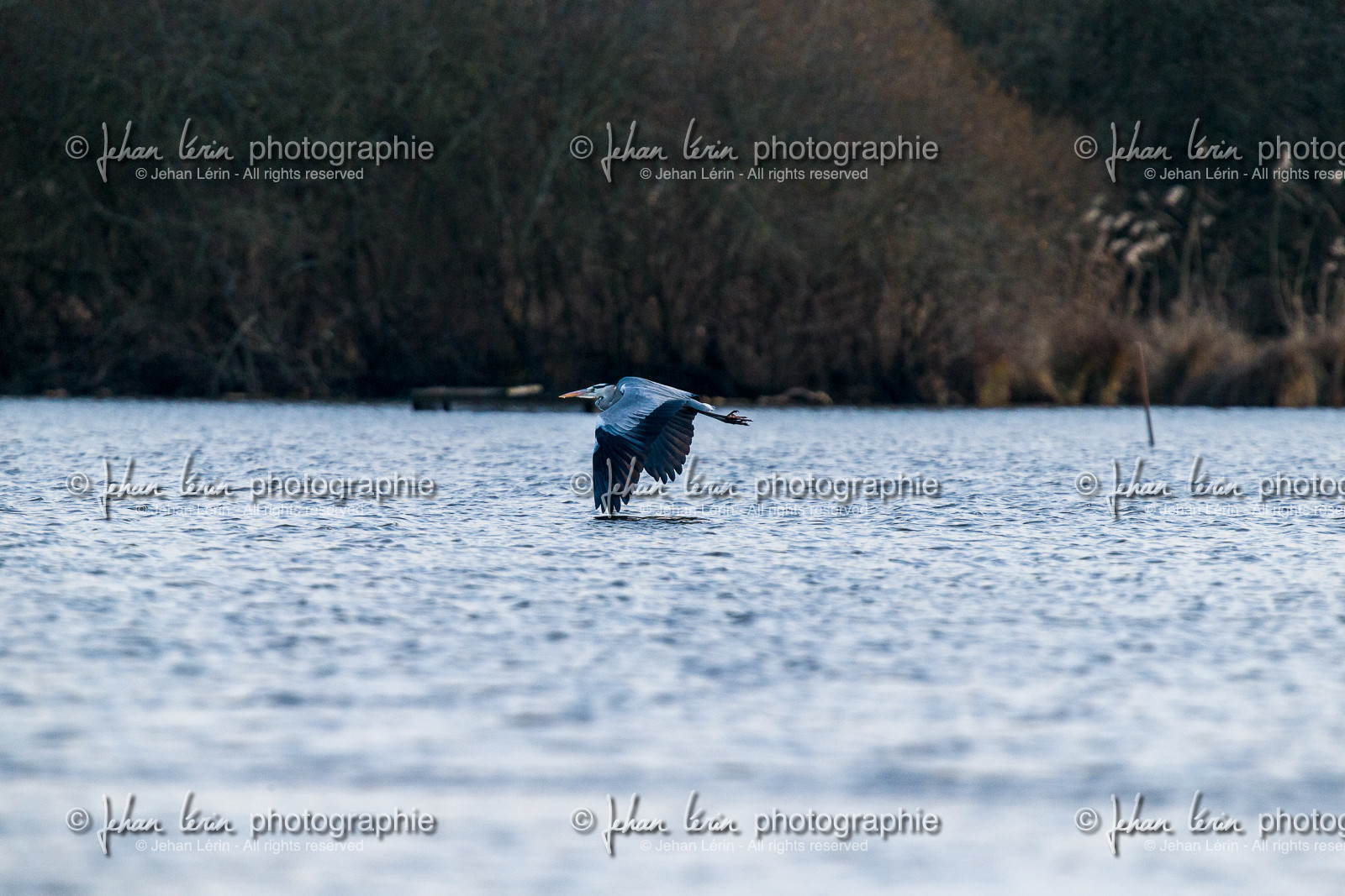 heron-cendre_lac-de-grand-lieu_jehan-lerin_jl_1dx_23-12-2021-0037.jpg heron-cendre_lac-de-grand-lieu_jehan-lerin_jl_1dx_23-12-2021-0037.jpg