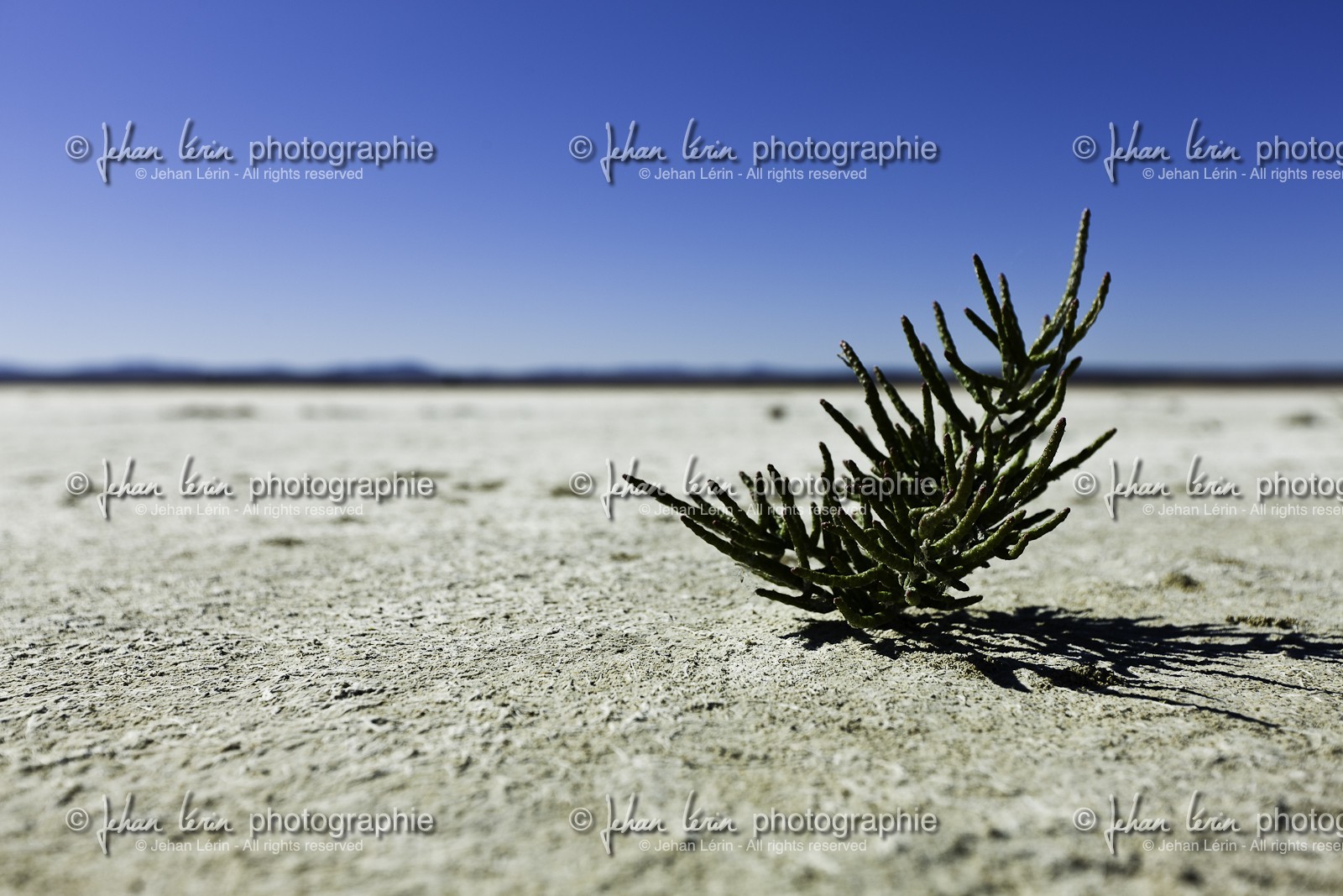 laguna-de-gallocanta_15-10-2009-5660.jpg