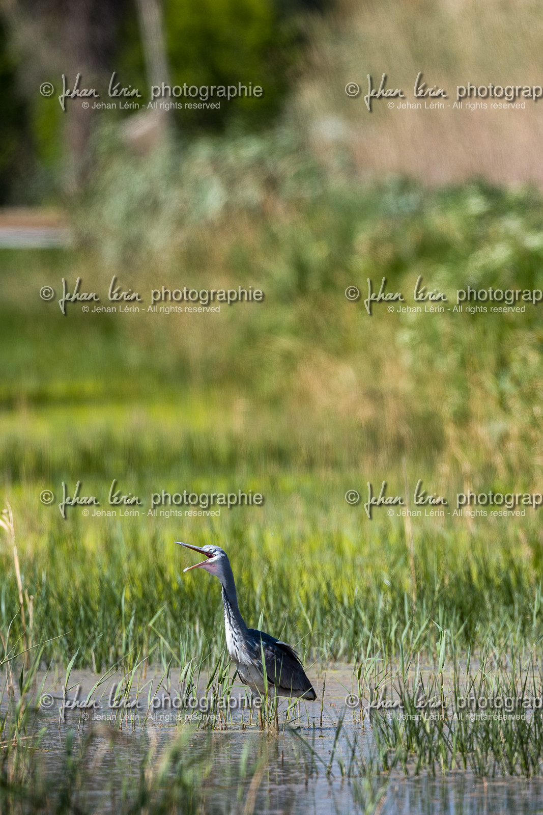 heron-cendre_les-salins_hyeres_jehan-lerin_jl_1dx_04-04-2022-0057.jpg